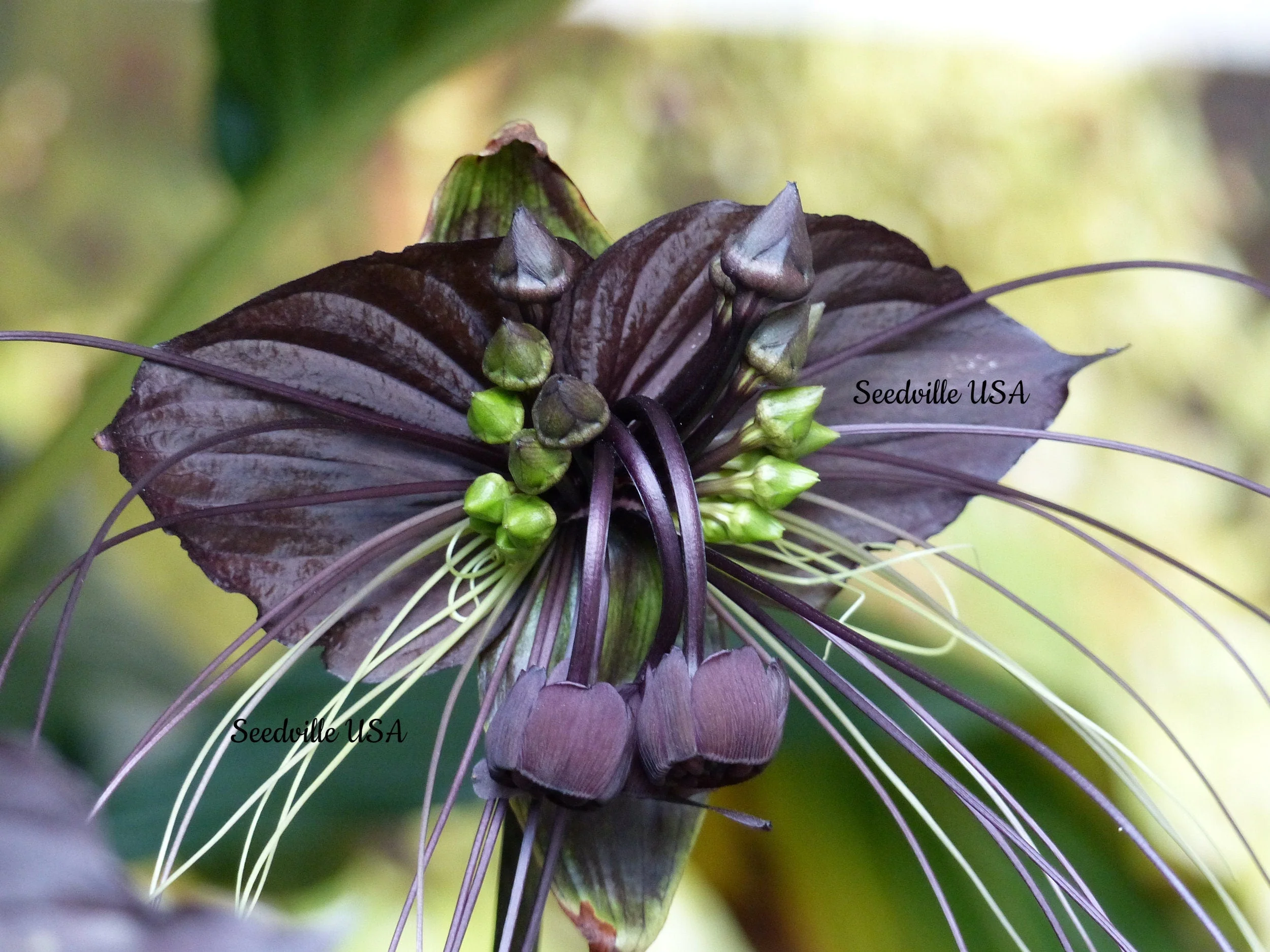 5 BLACK BAT FLOWER ( Cats Whiskers / Devil Flower ) Tacca Chantrieri Flower Seeds - Image 2