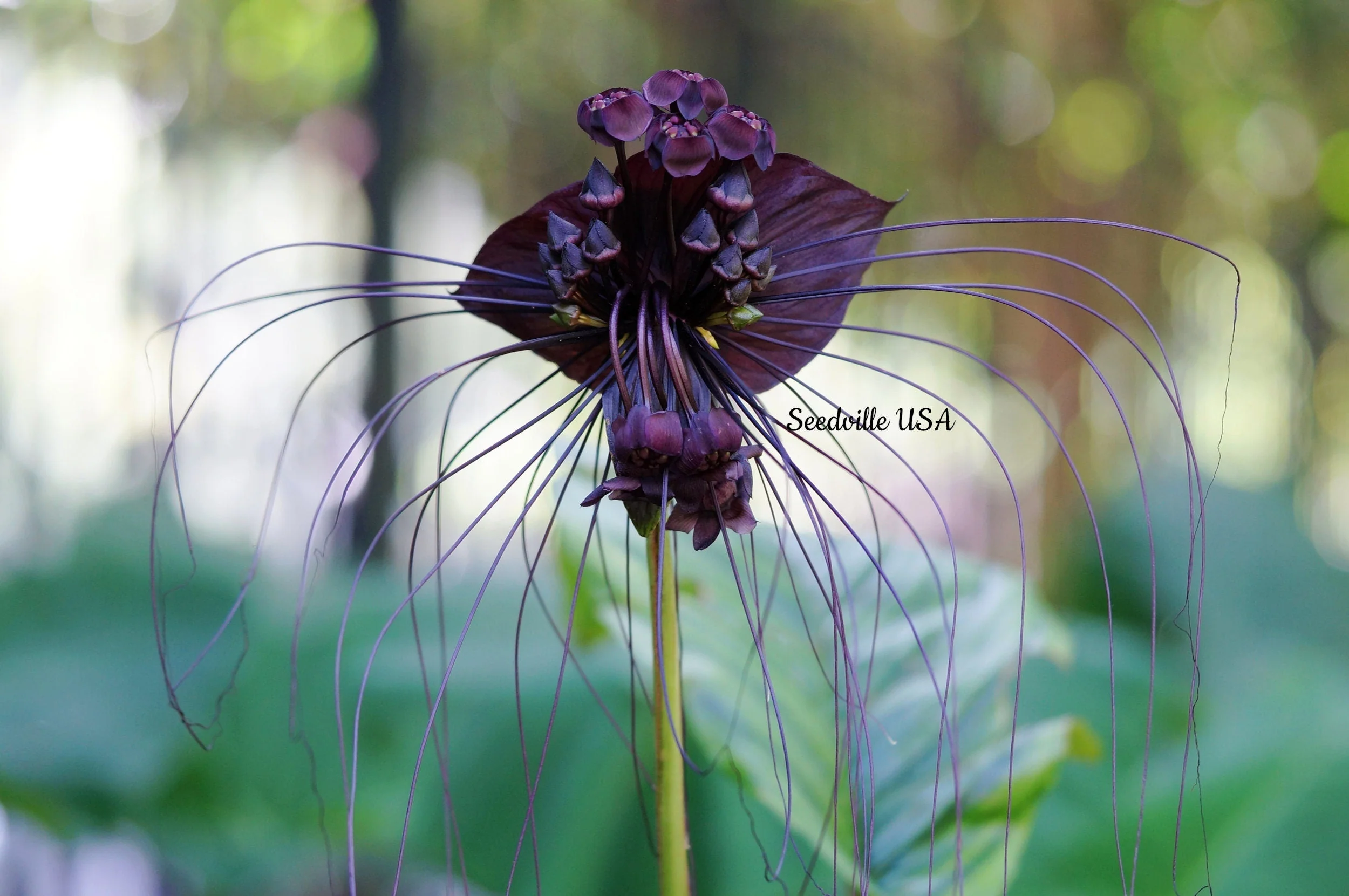 5 BLACK BAT FLOWER ( Cats Whiskers / Devil Flower ) Tacca Chantrieri Flower Seeds - Image 8