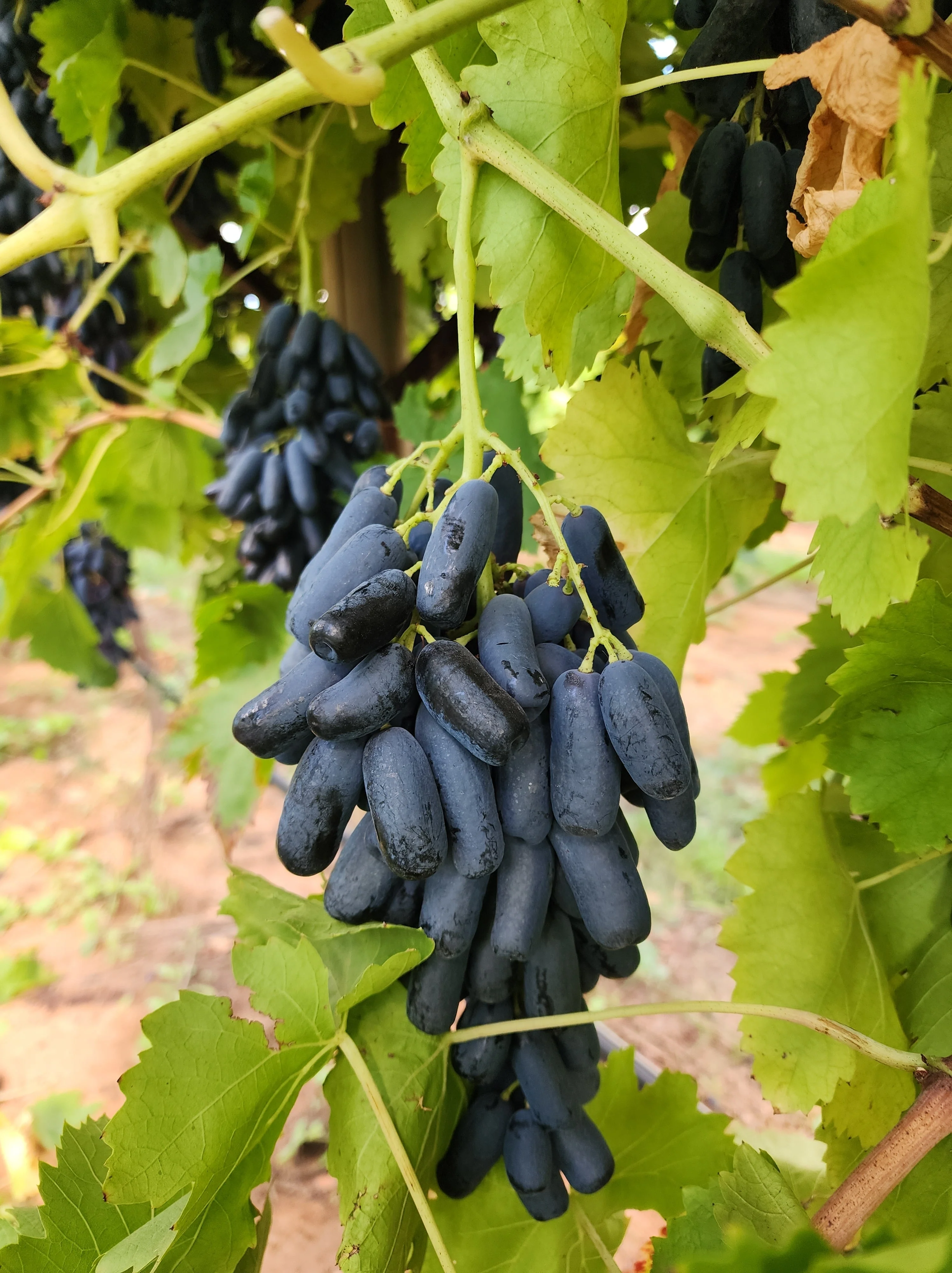 5 BLACK FINGER GRAPE Vitis Viniferia Fruit Vine Seeds - Image 7
