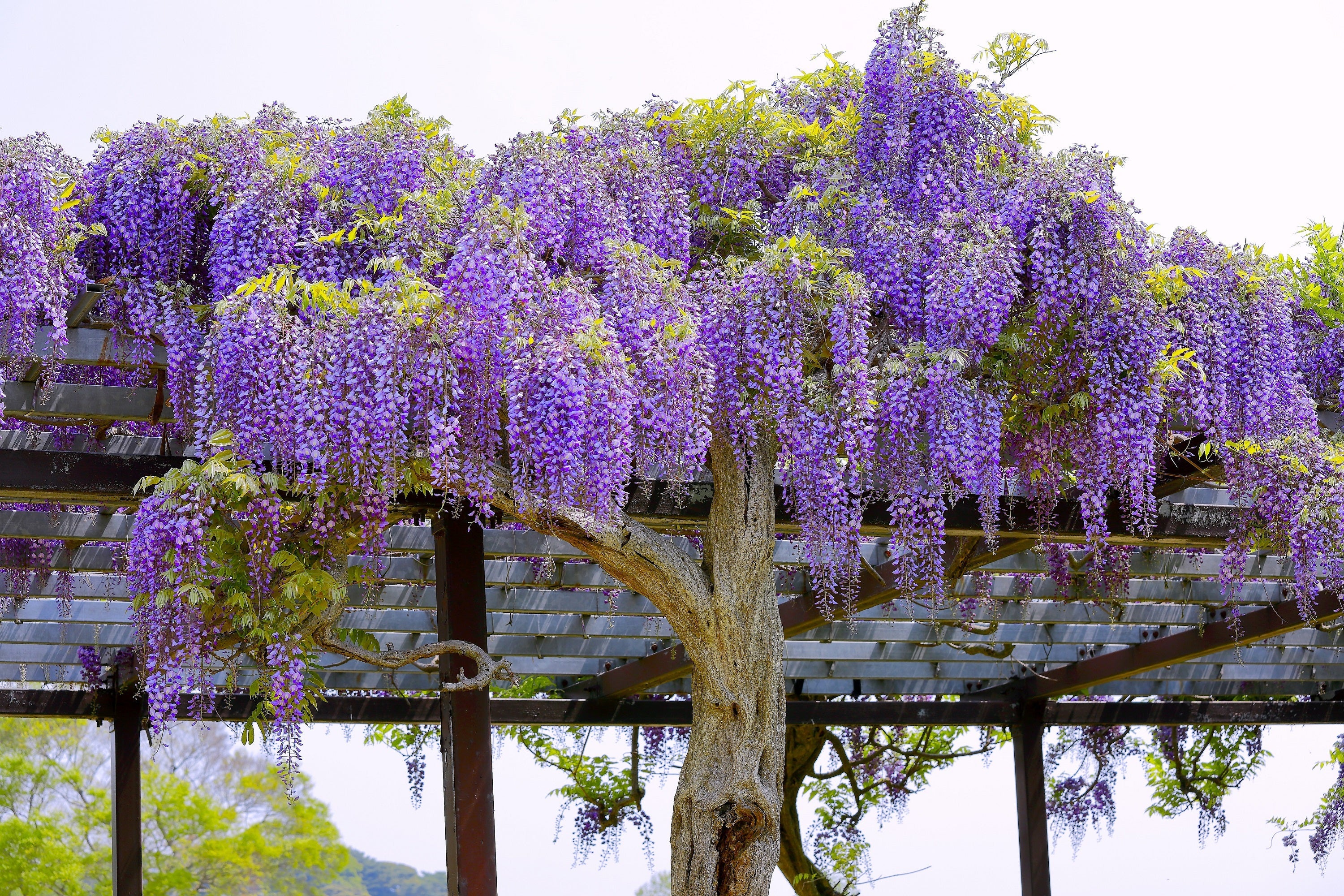 5 BLUE CHINESE WISTERIA Sinensis Ornamental Vine Climber Blue Violet Purple Flower Seeds - Image 11