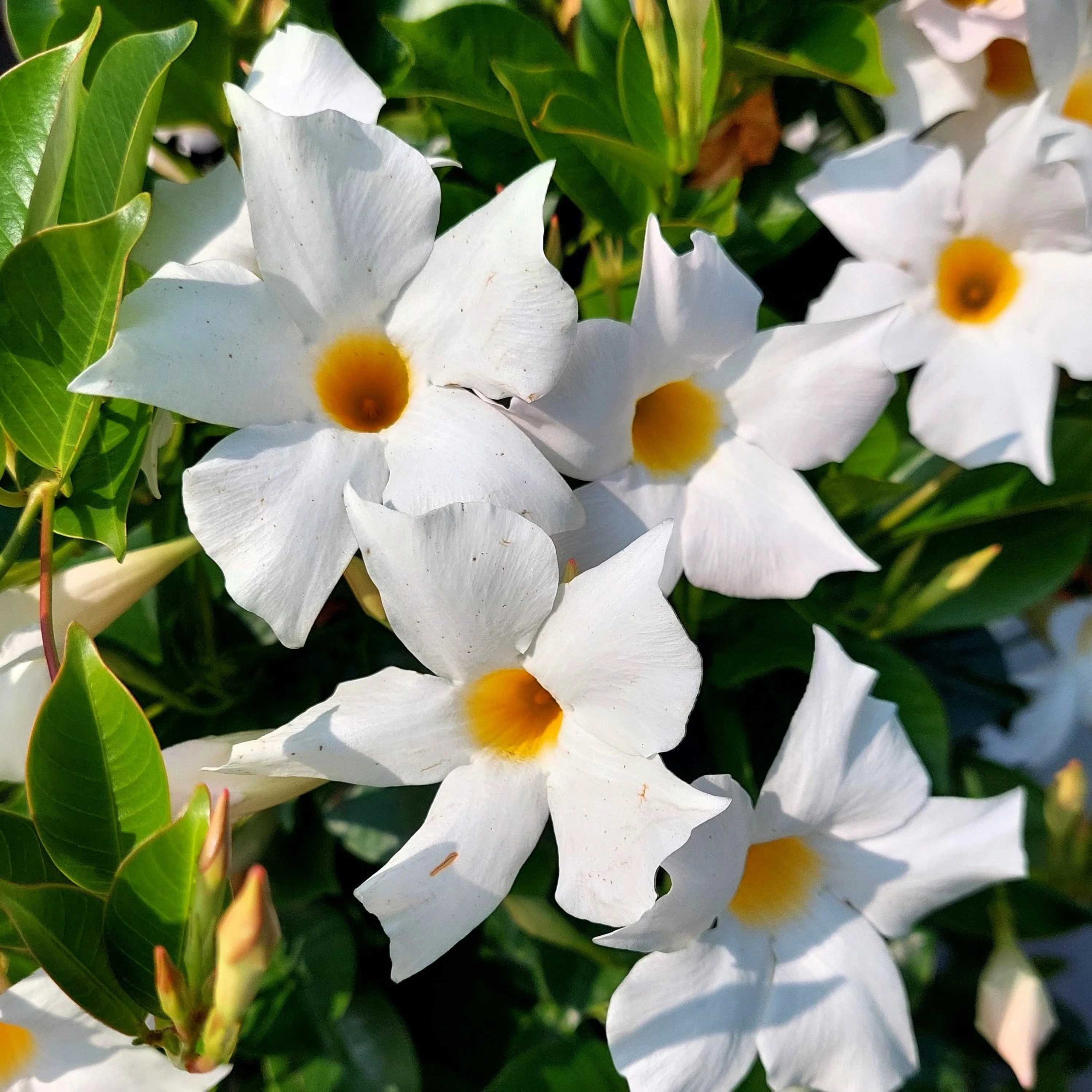 5 CHILEAN JASMINE / MANDEVILLA Laxa White Fragrant Flower Vine Seeds - Image 3