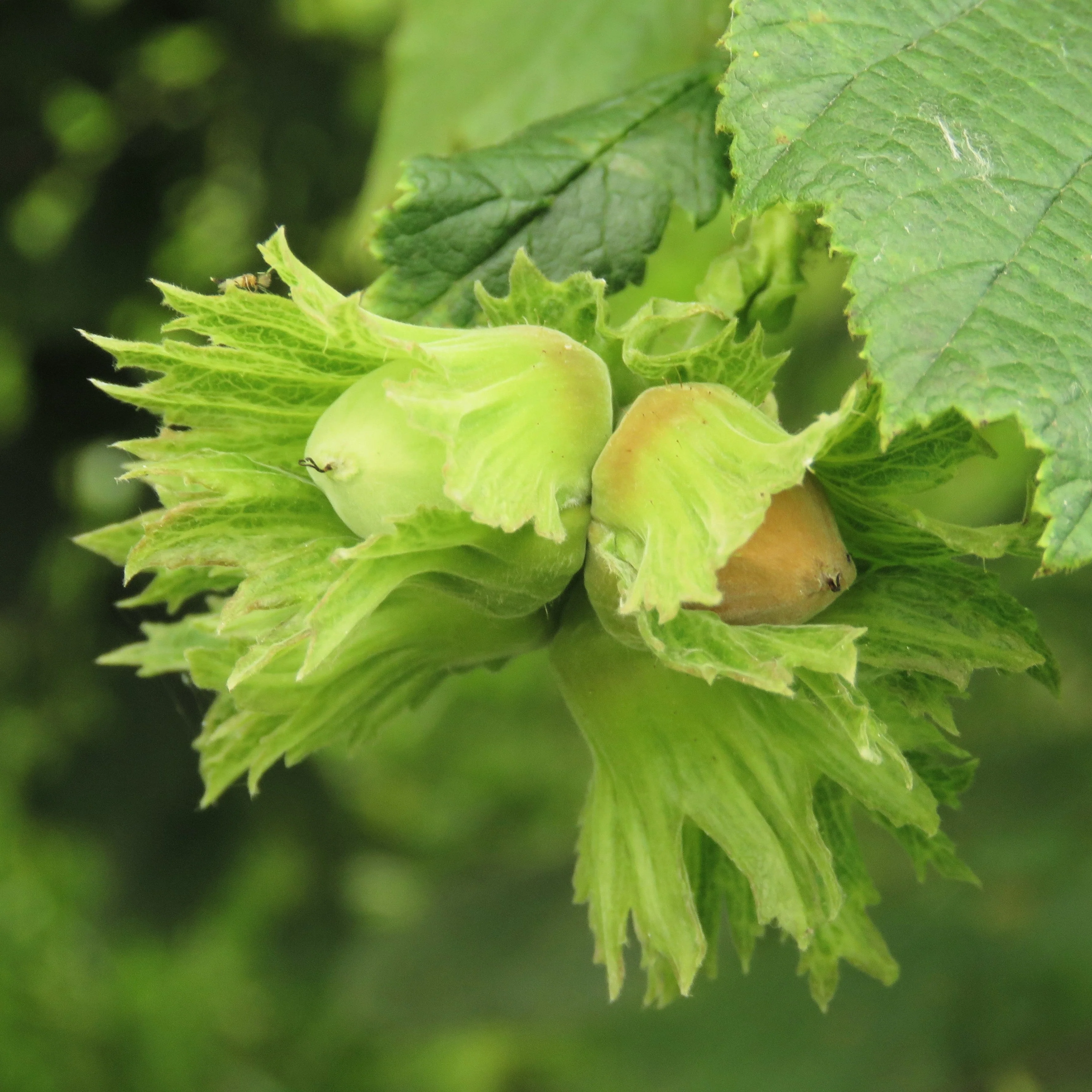 5 EUROPEAN HAZELNUT TREE aka Common Filbert Corylus Avellana Fruit Nut Seeds - Image 2