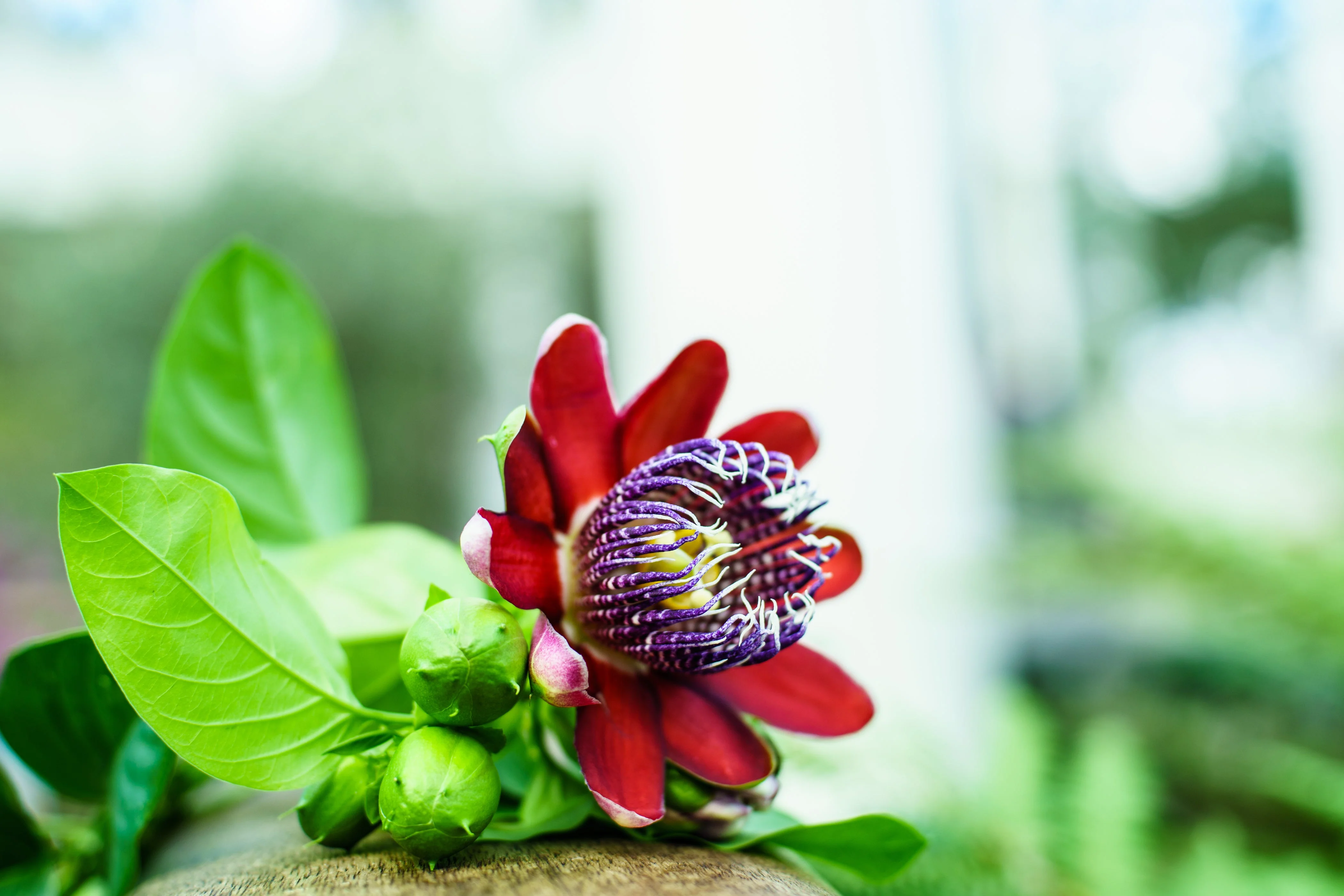 5 GIANT GRANADILLA Red Passion Flower Passiflora Quadrangularis Yellow Fruit Vine Seeds - Image 11