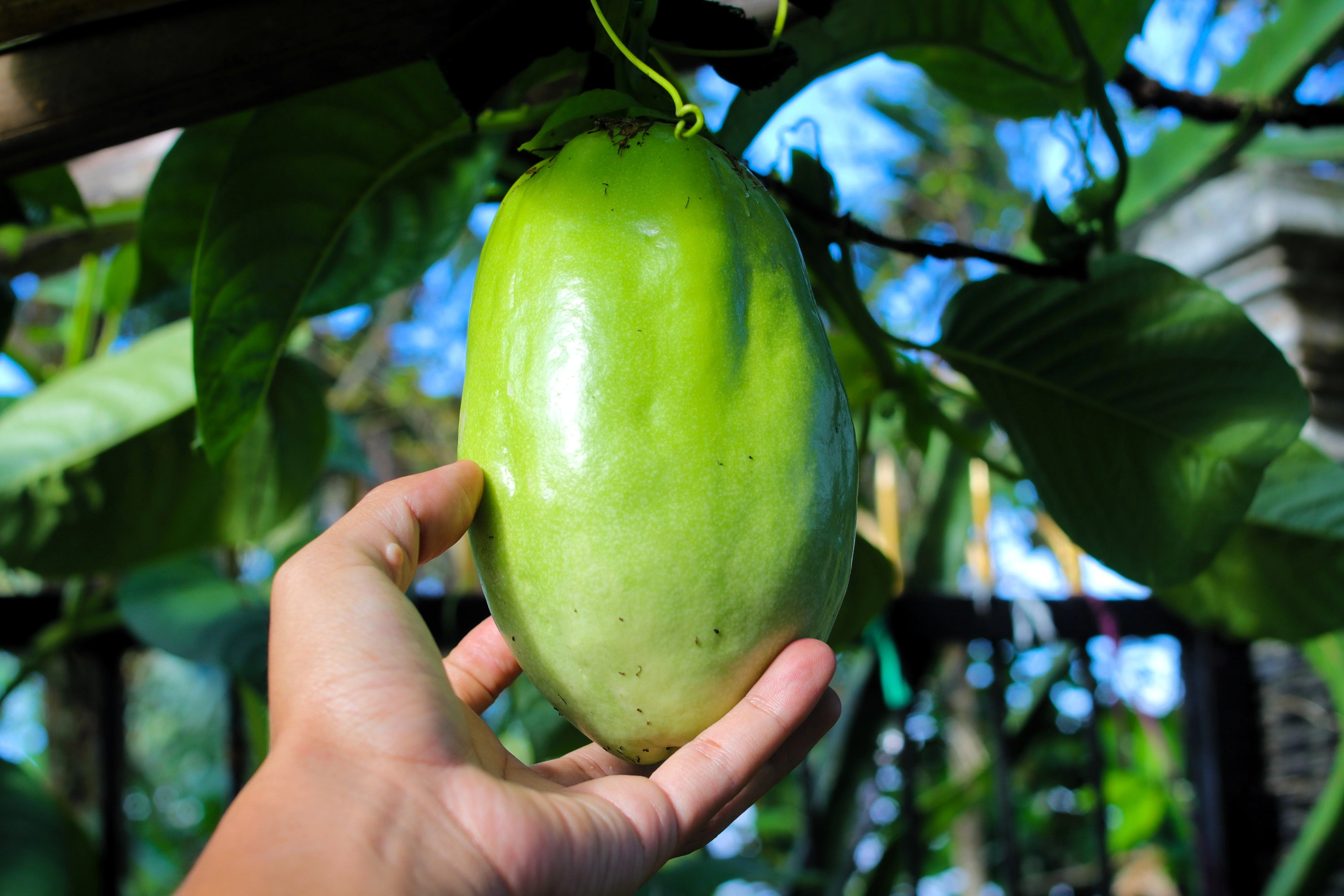 5 GIANT GRANADILLA Red Passion Flower Passiflora Quadrangularis Yellow Fruit Vine Seeds - Image 2