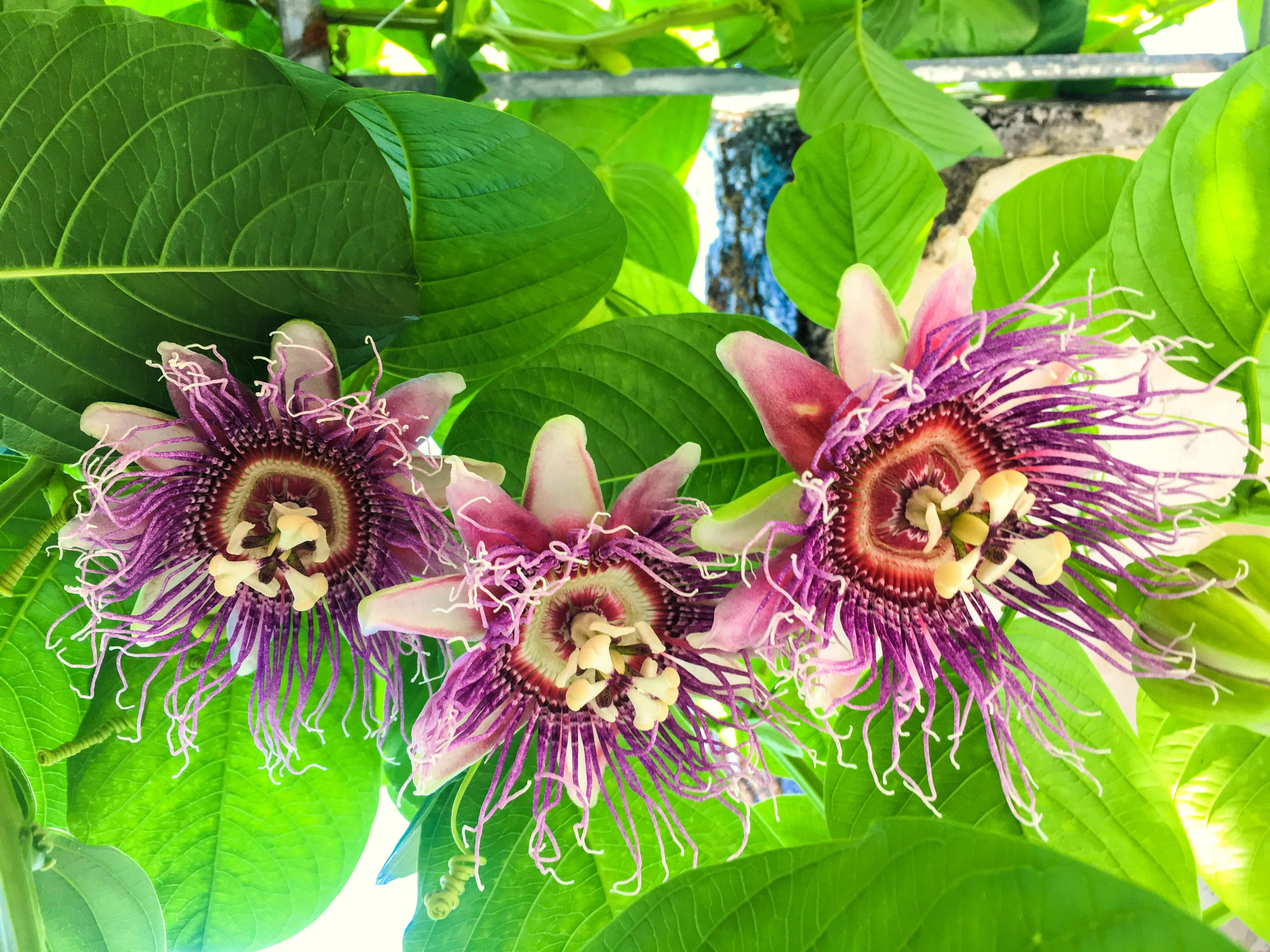 5 GIANT GRANADILLA Red Passion Flower Passiflora Quadrangularis Yellow Fruit Vine Seeds - Image 4