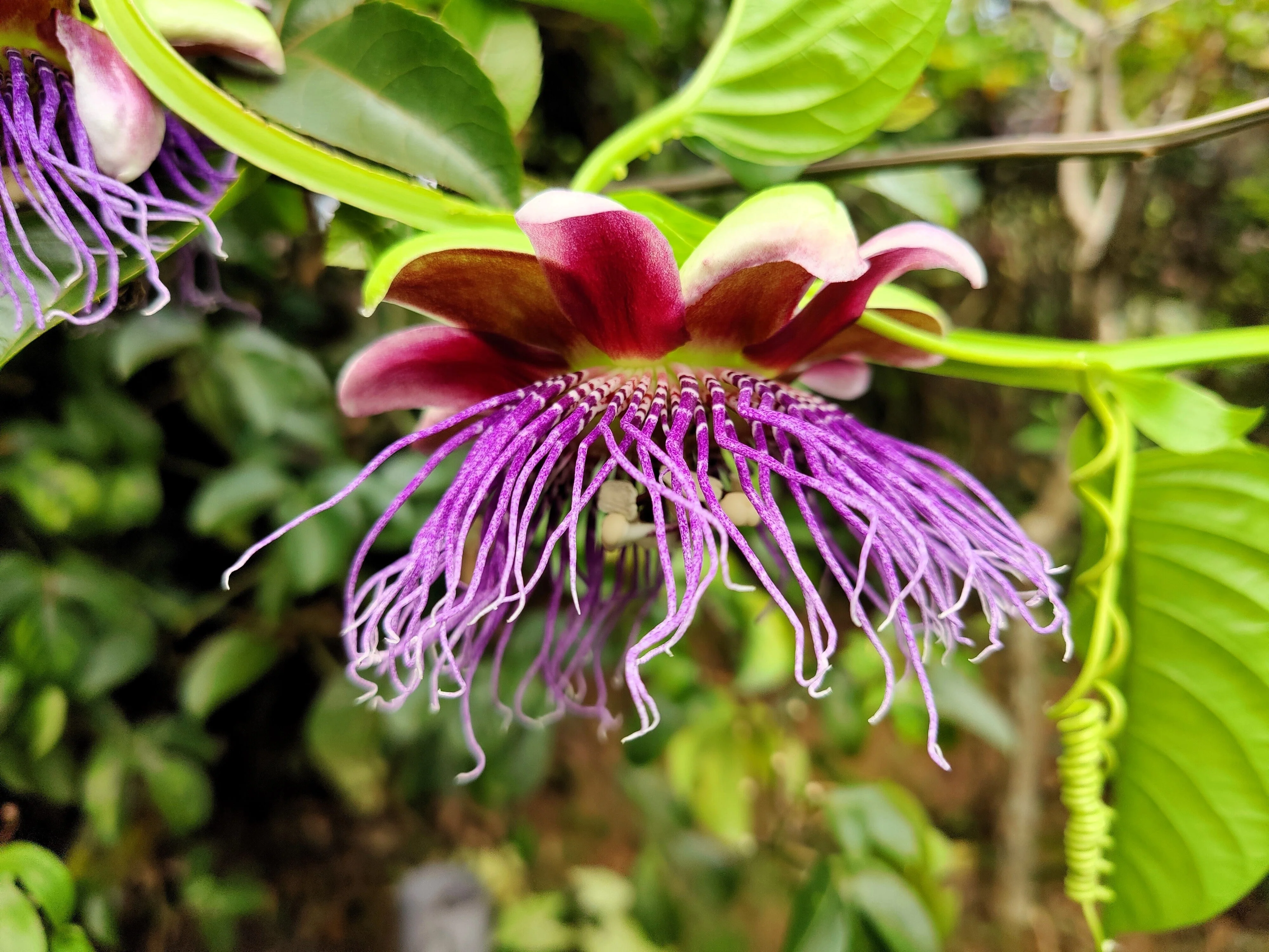 5 GIANT GRANADILLA Red Passion Flower Passiflora Quadrangularis Yellow Fruit Vine Seeds - Image 5