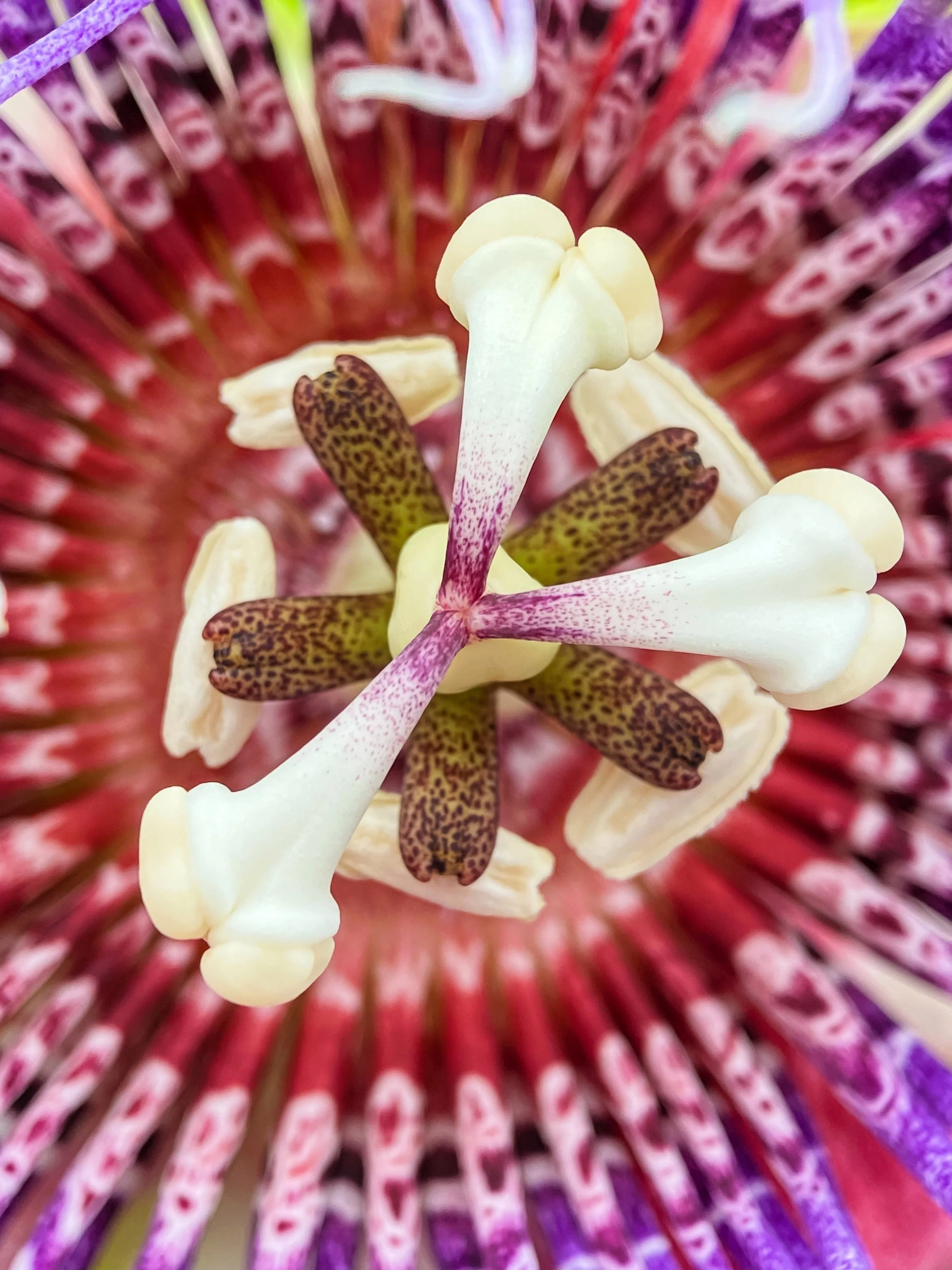 5 GIANT GRANADILLA Red Passion Flower Passiflora Quadrangularis Yellow Fruit Vine Seeds - Image 7