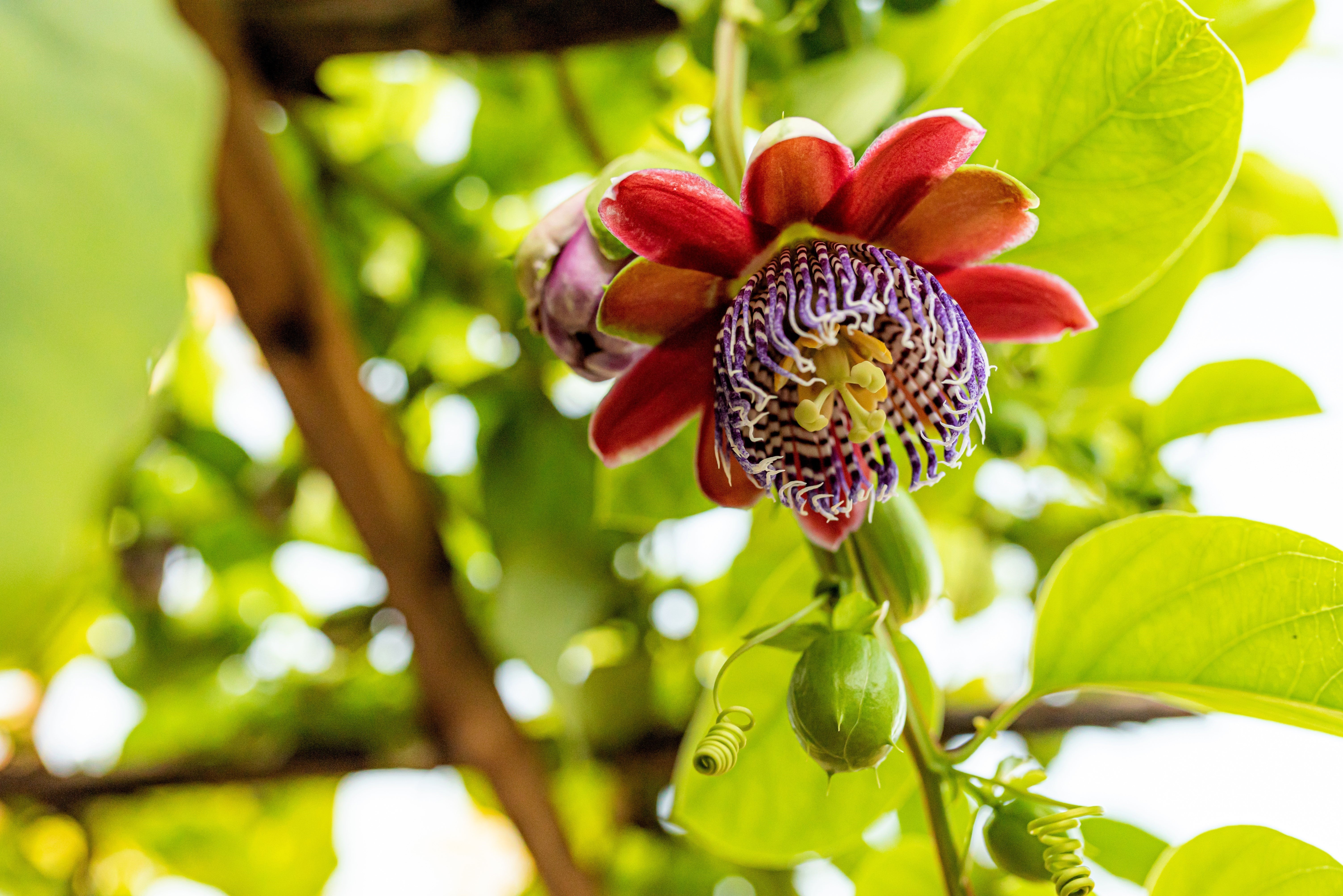 5 GIANT GRANADILLA Red Passion Flower Passiflora Quadrangularis Yellow Fruit Vine Seeds - Image 9
