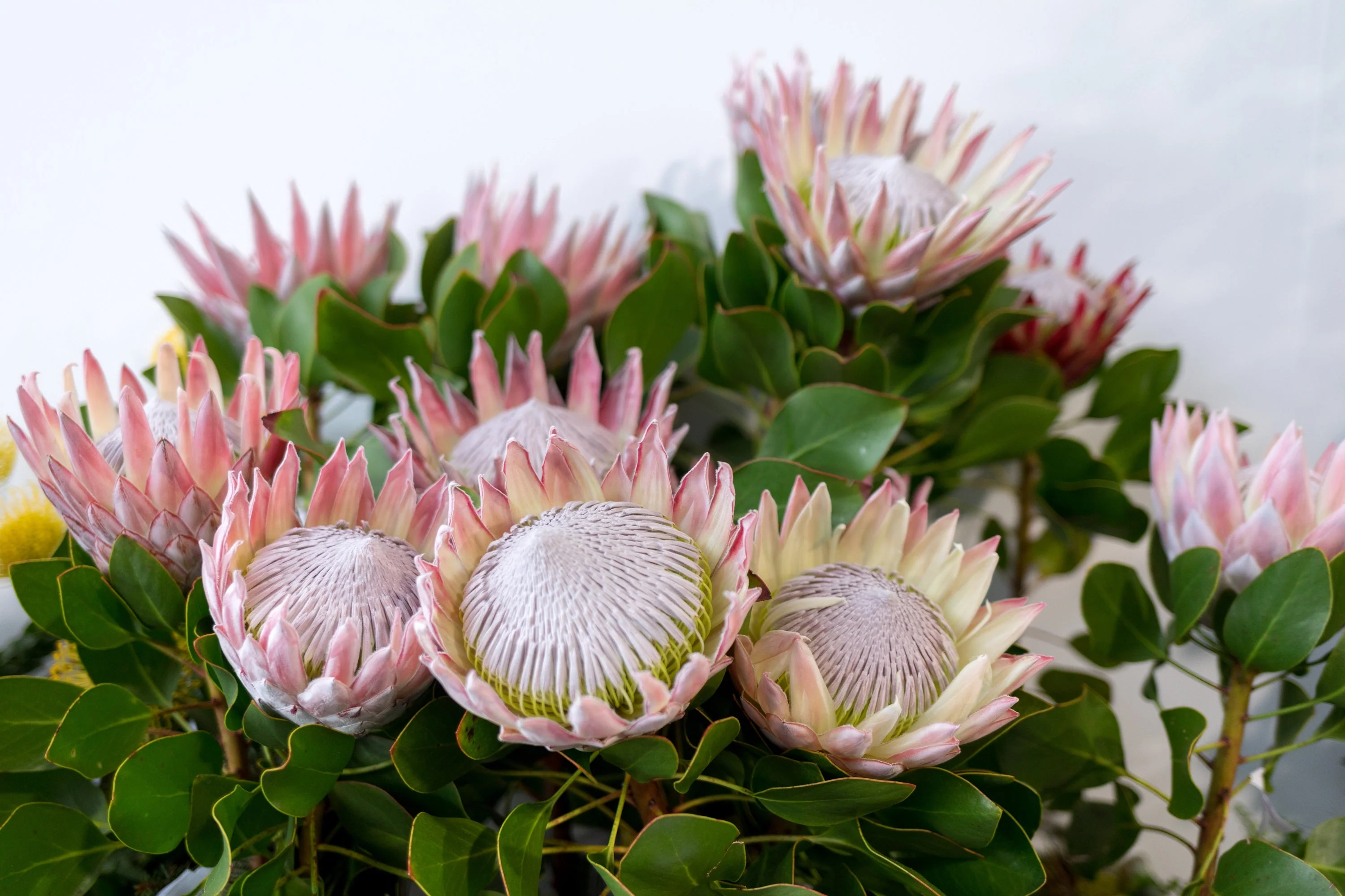 5 Giant KING PROTEA Cynaroides Sugarbush Rare 12" Flower Seeds - Image 14