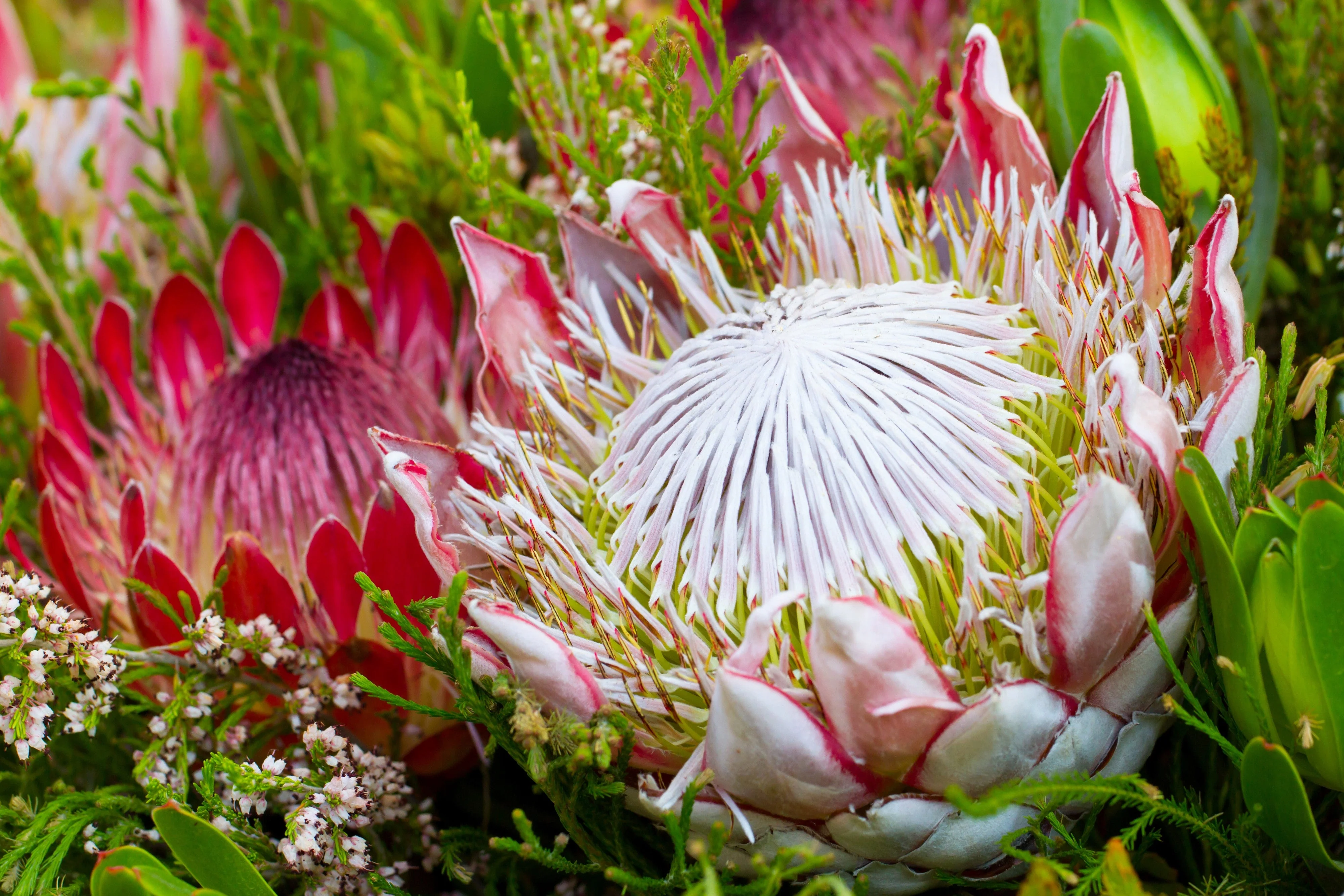 5 Giant KING PROTEA Cynaroides Sugarbush Rare 12" Flower Seeds - Image 21