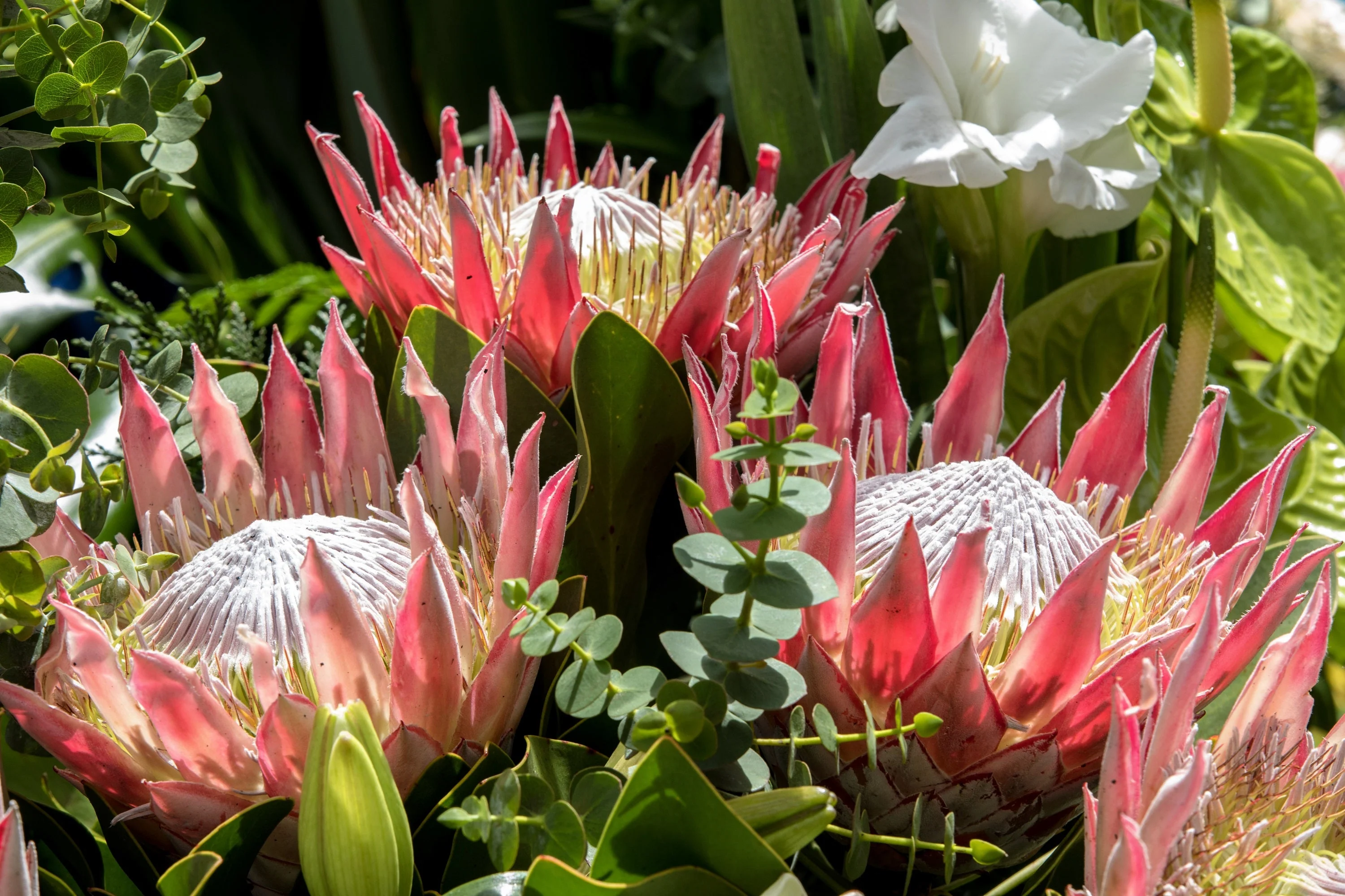 5 Giant KING PROTEA Cynaroides Sugarbush Rare 12" Flower Seeds - Image 6