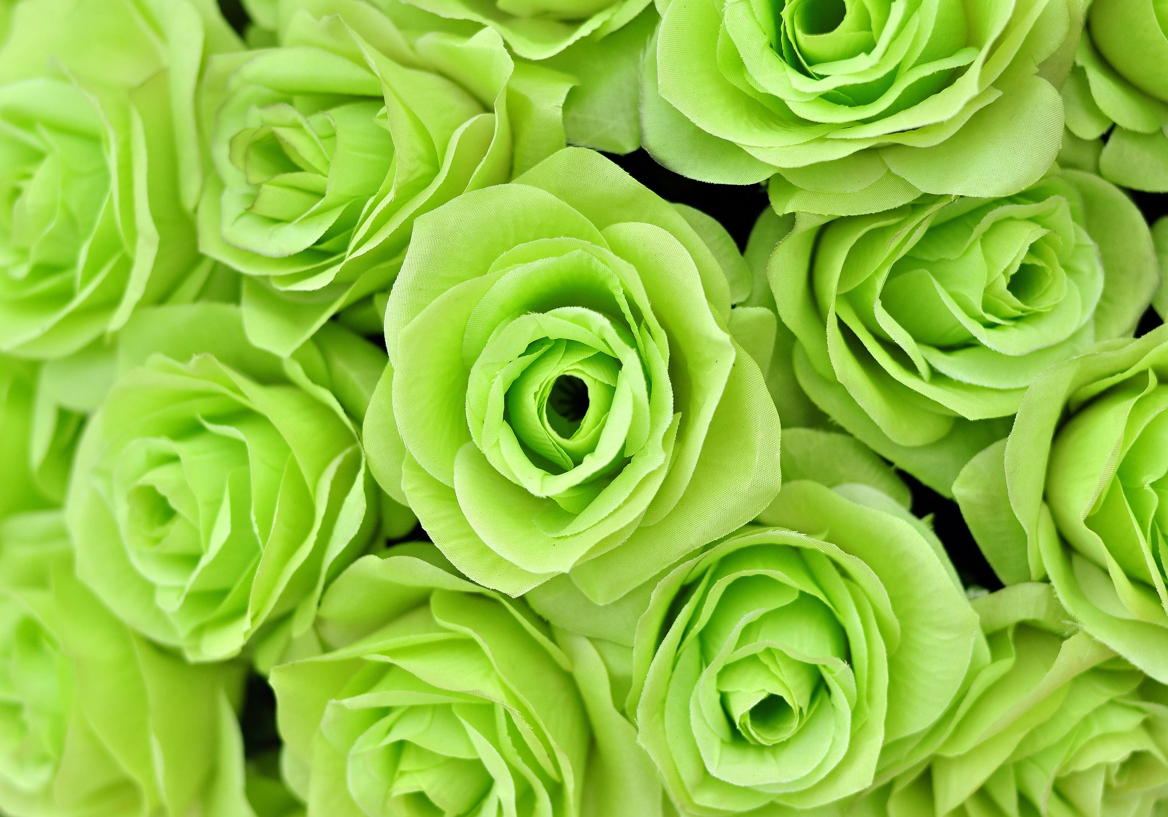 5 GREEN ROSE Rosa Bush Shrub Perennial Flower Seeds - Image 10