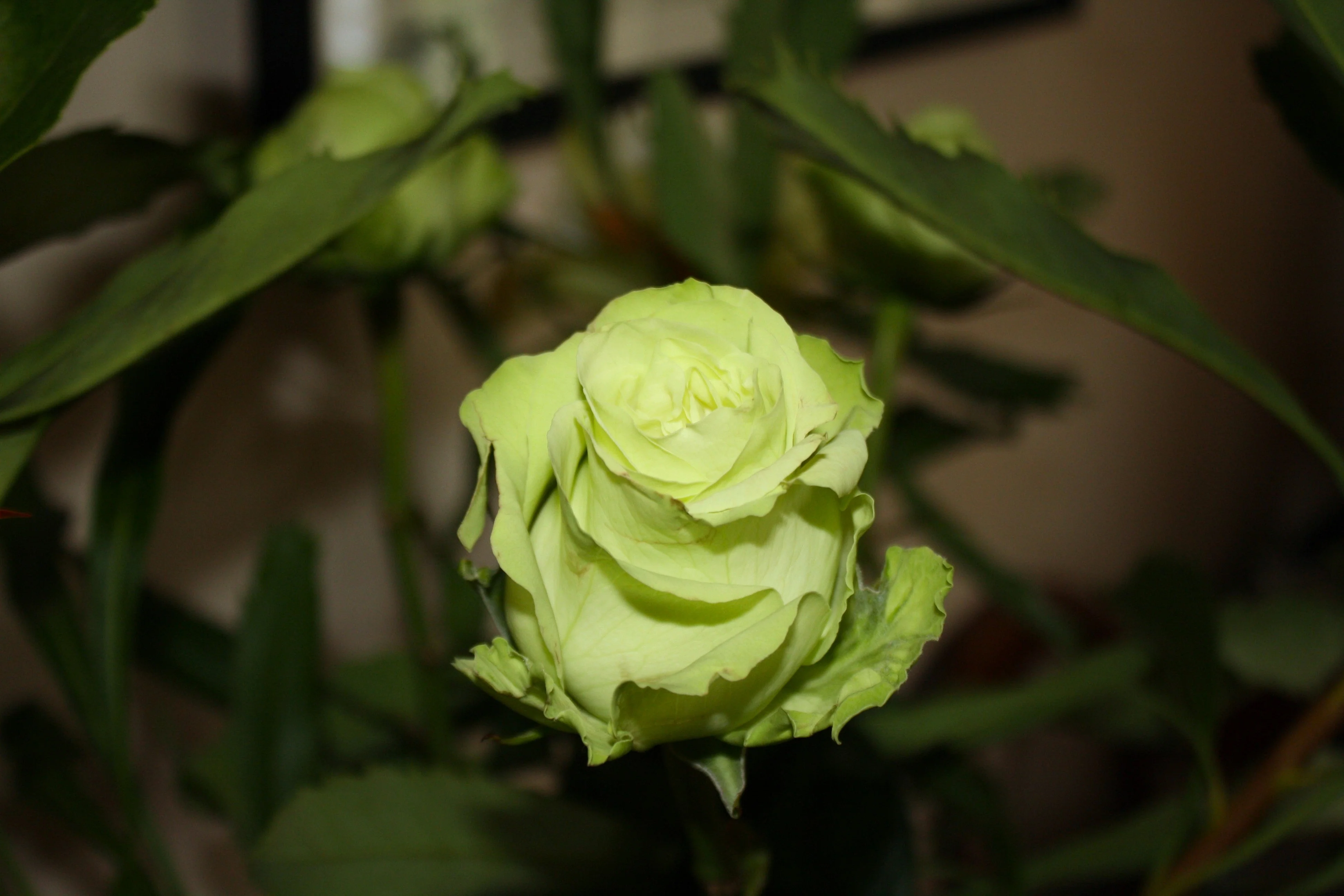 5 GREEN ROSE Rosa Bush Shrub Perennial Flower Seeds - Image 9