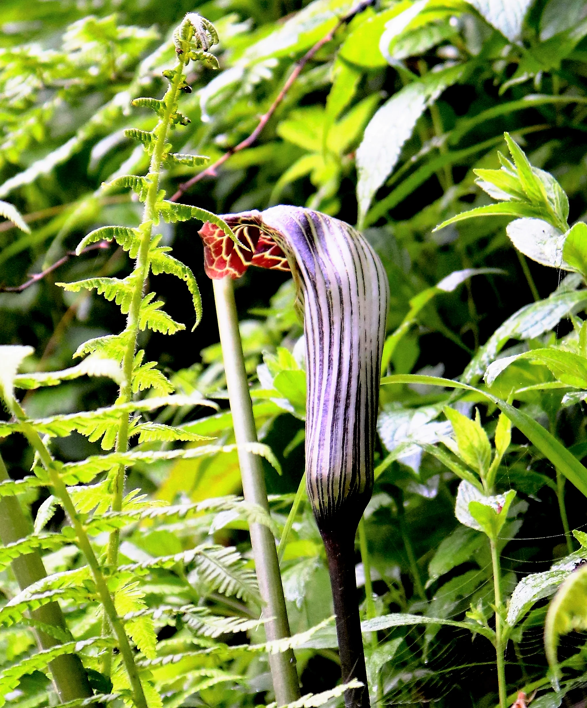 5 HIMALAYAN COBRA LILY Arisaema Consanguineum Asian Jack in the Pulpit Purple Brown White Striped Flower Seeds - Image 2