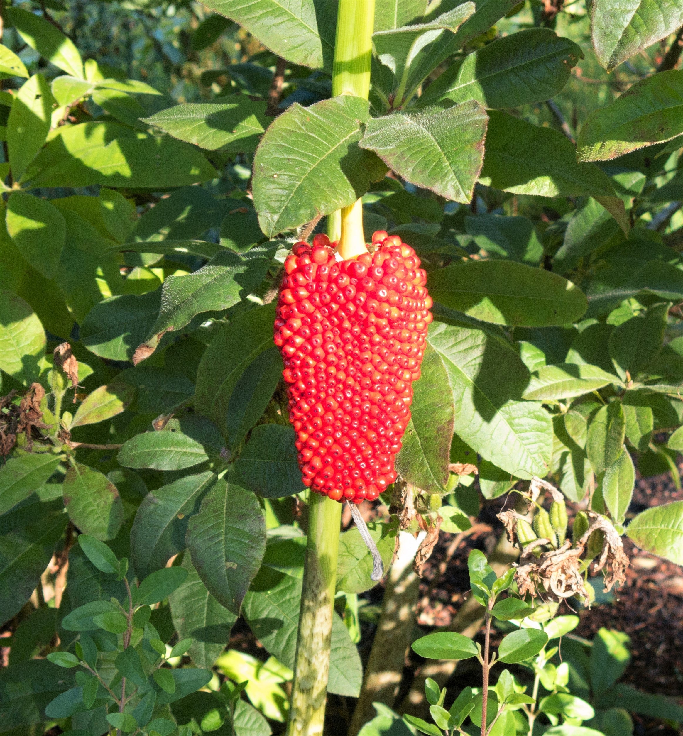5 HIMALAYAN COBRA LILY Arisaema Consanguineum Asian Jack in the Pulpit Purple Brown White Striped Flower Seeds - Image 3