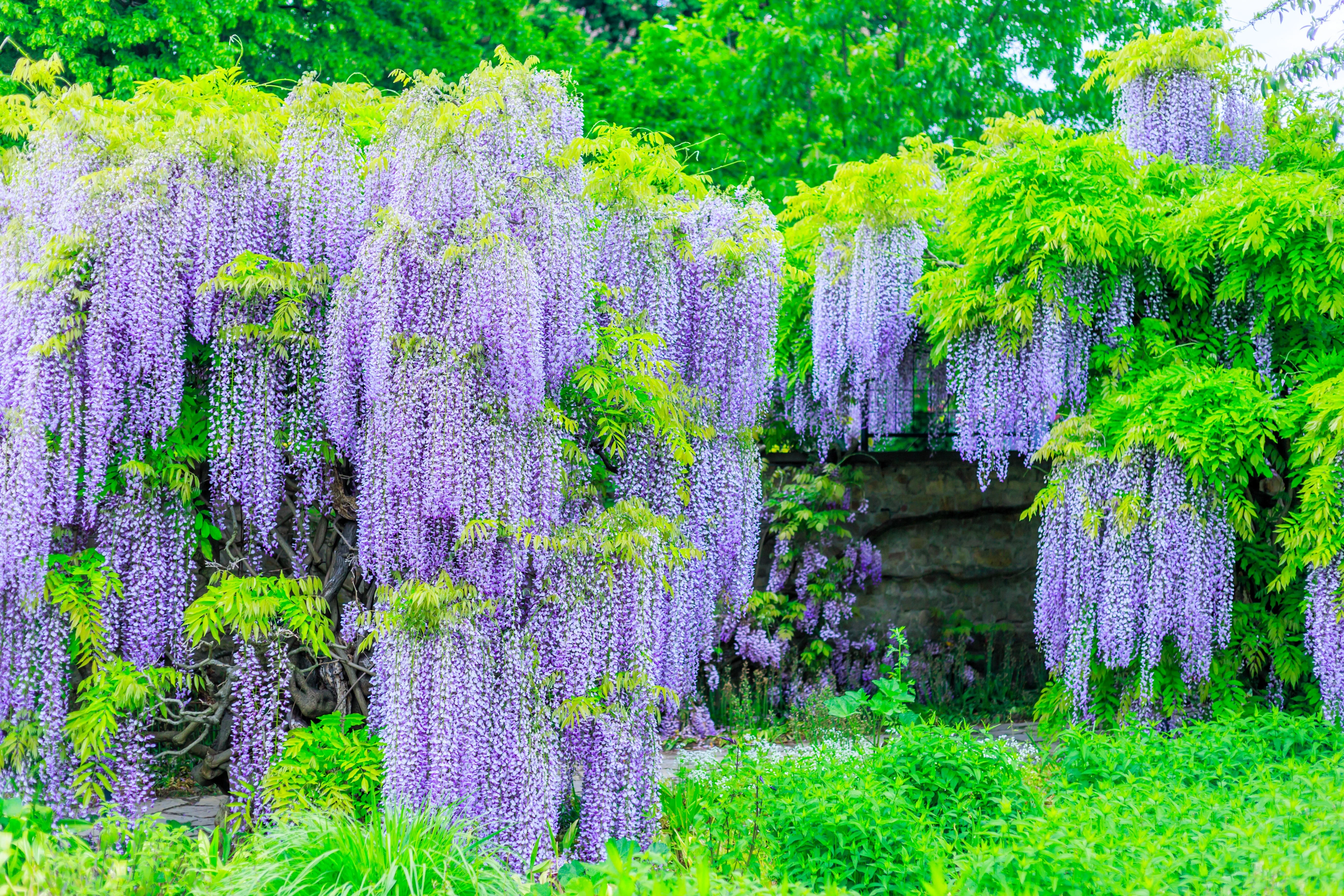 5 JAPANESE WISTERIA Floribunda Flower Purple Ornamental Vine Climber Seeds - Image 11