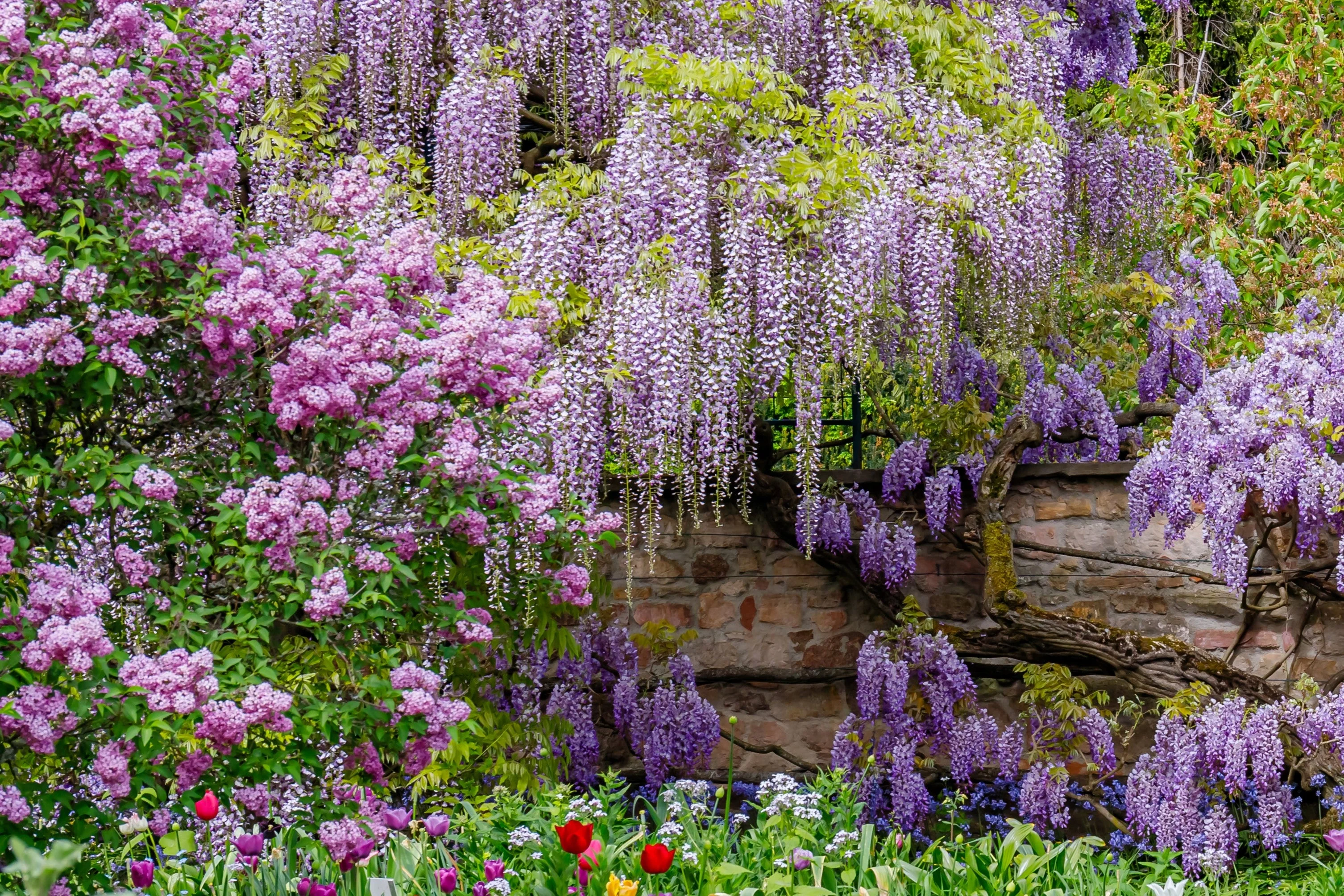 5 JAPANESE WISTERIA Floribunda Flower Purple Ornamental Vine Climber Seeds - Image 2