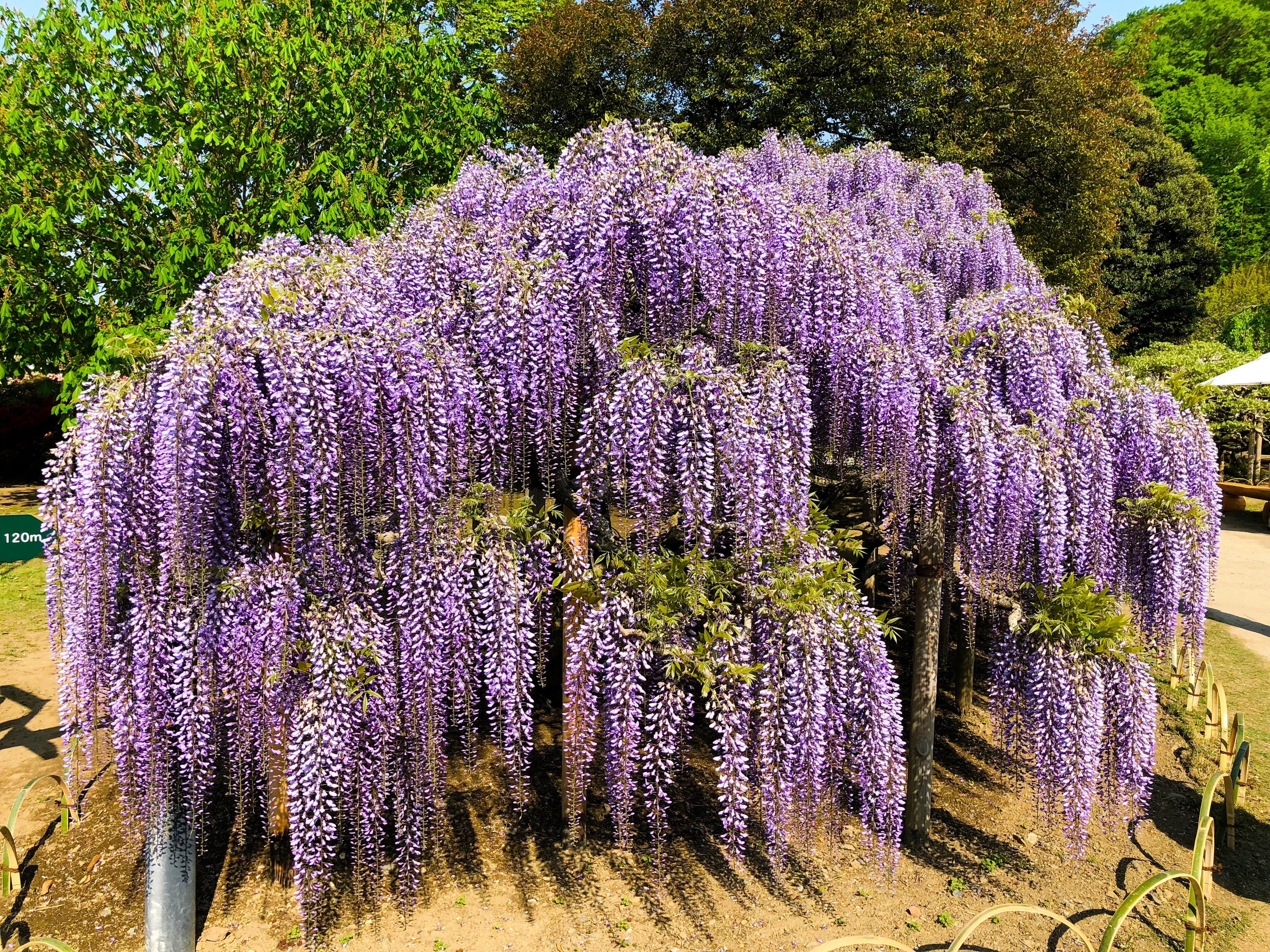 5 JAPANESE WISTERIA Floribunda Flower Purple Ornamental Vine Climber Seeds - Image 4