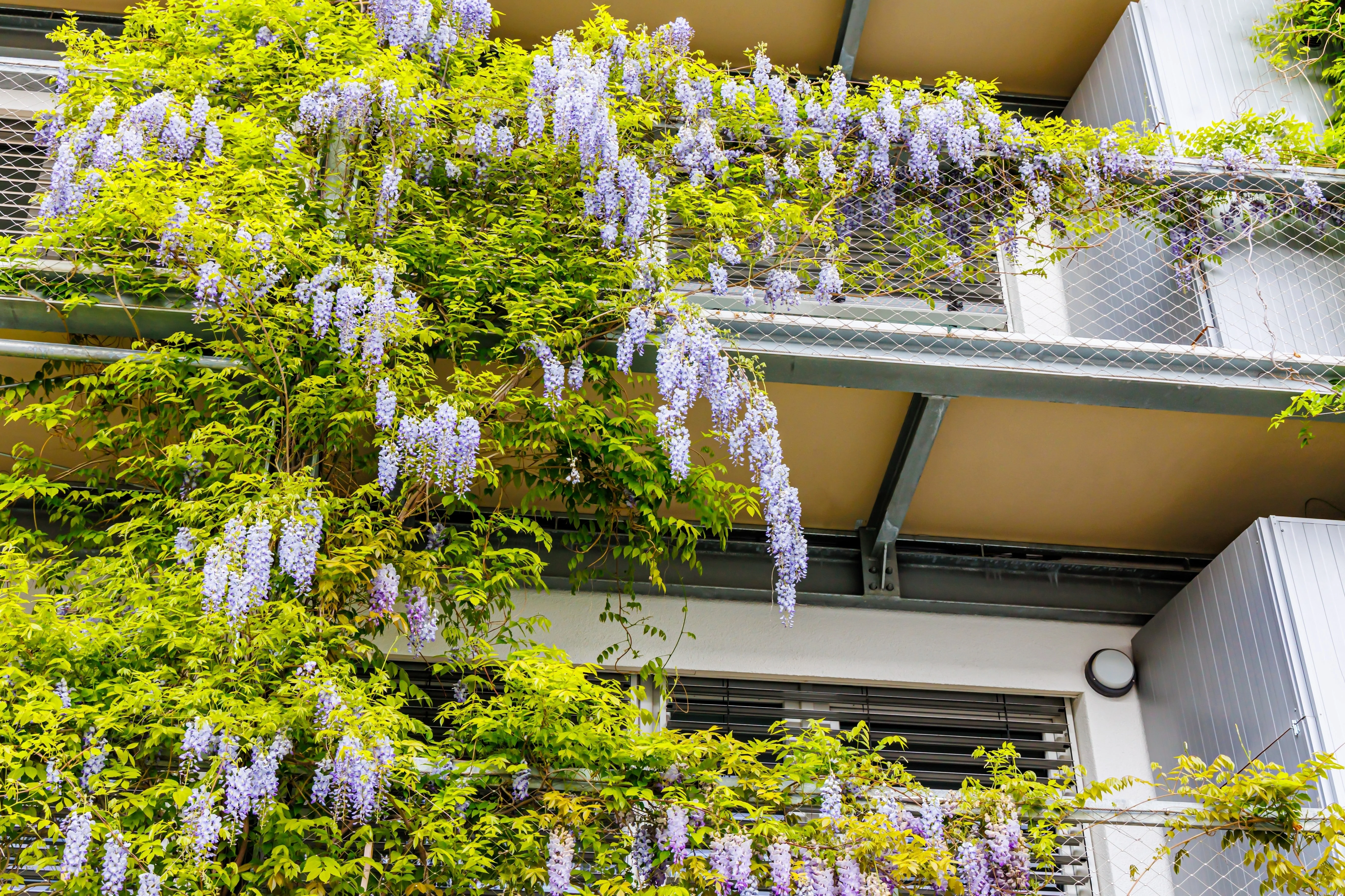 5 JAPANESE WISTERIA Floribunda Flower Purple Ornamental Vine Climber Seeds - Image 8