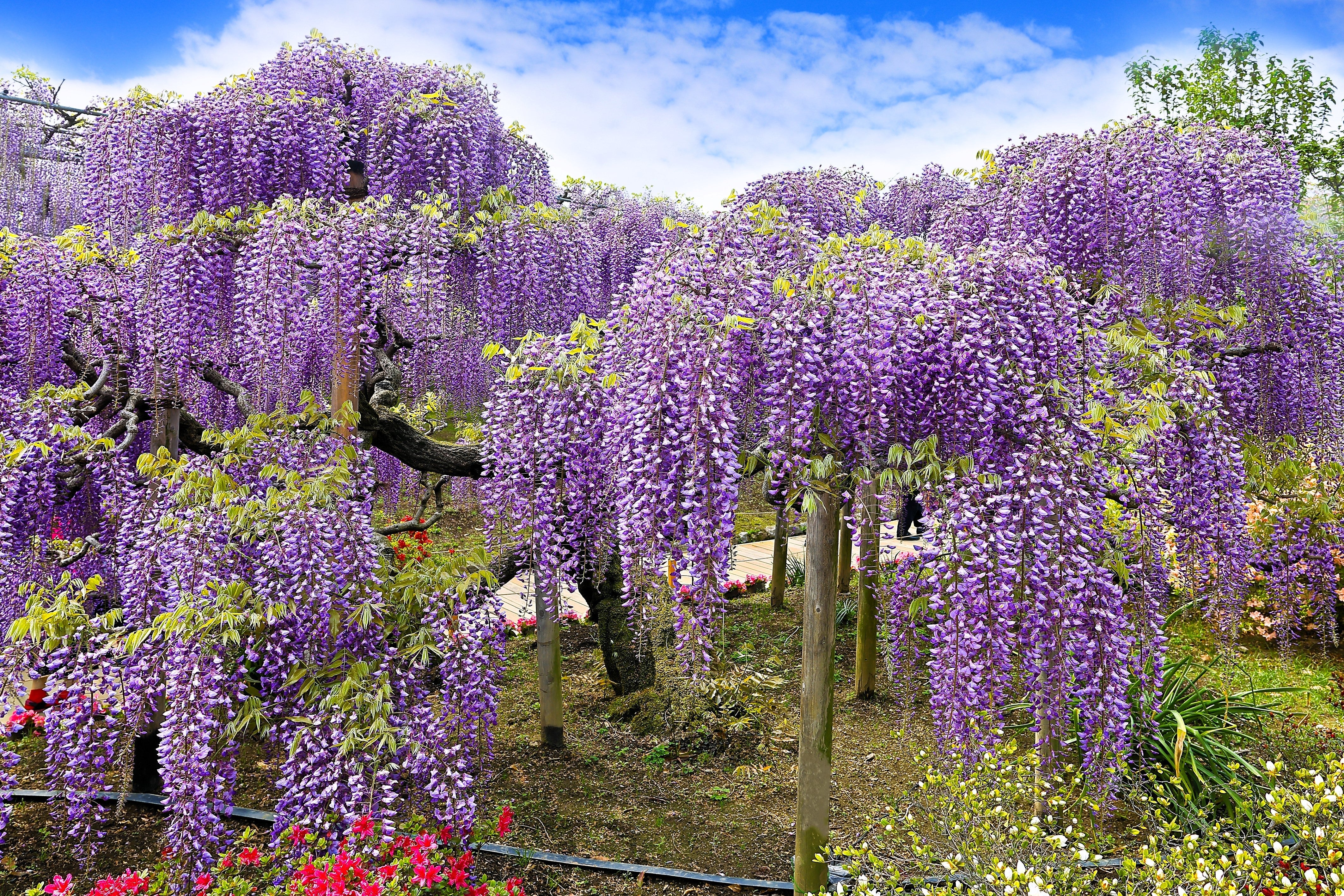 5 JAPANESE WISTERIA Floribunda Flower Purple Ornamental Vine Climber Seeds - Image 9