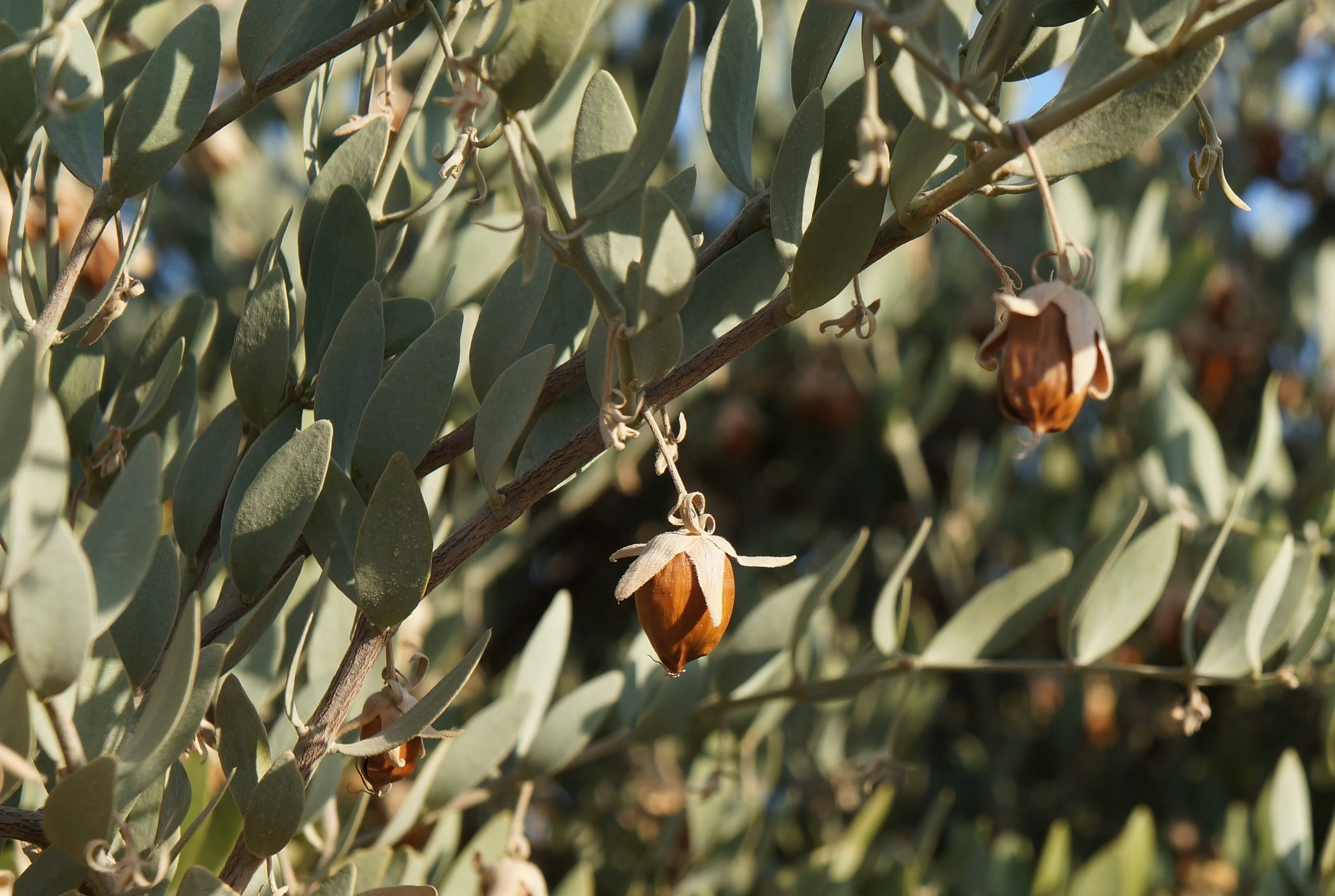 5 JOJOBA Simmondsia Chinensis Fruit Nut Oil Evergreen Shrub Seeds - Image 4