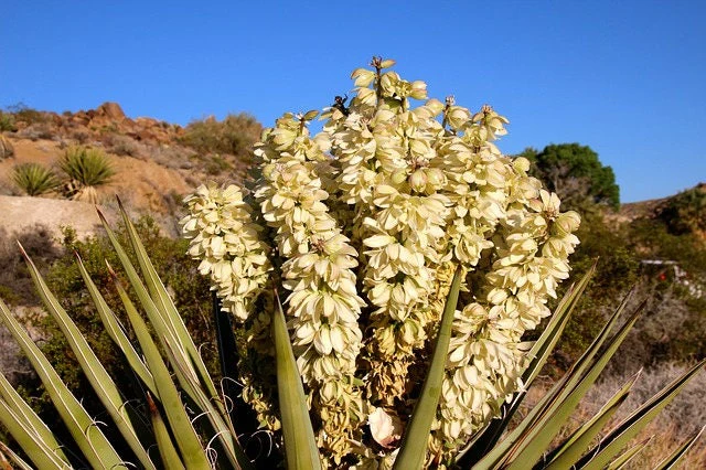 5 JOSHUA TREE Palm Tree Yucca Brevifolia White Flowers Cactus Succulent Seeds - Image 10