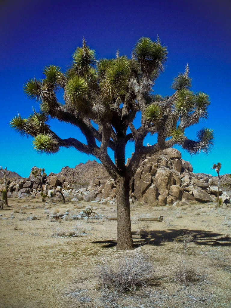 5 JOSHUA TREE Palm Tree Yucca Brevifolia White Flowers Cactus Succulent Seeds - Image 5
