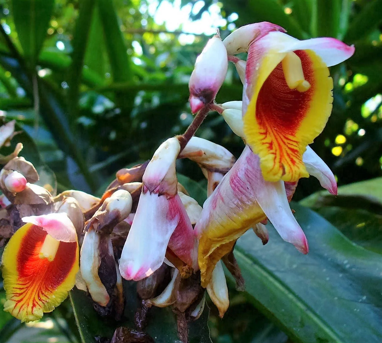 5 KAT GINGER Pink & Yellow Shell Alpinia Katsumadai Hayata Flower Herb Seeds - Image 5