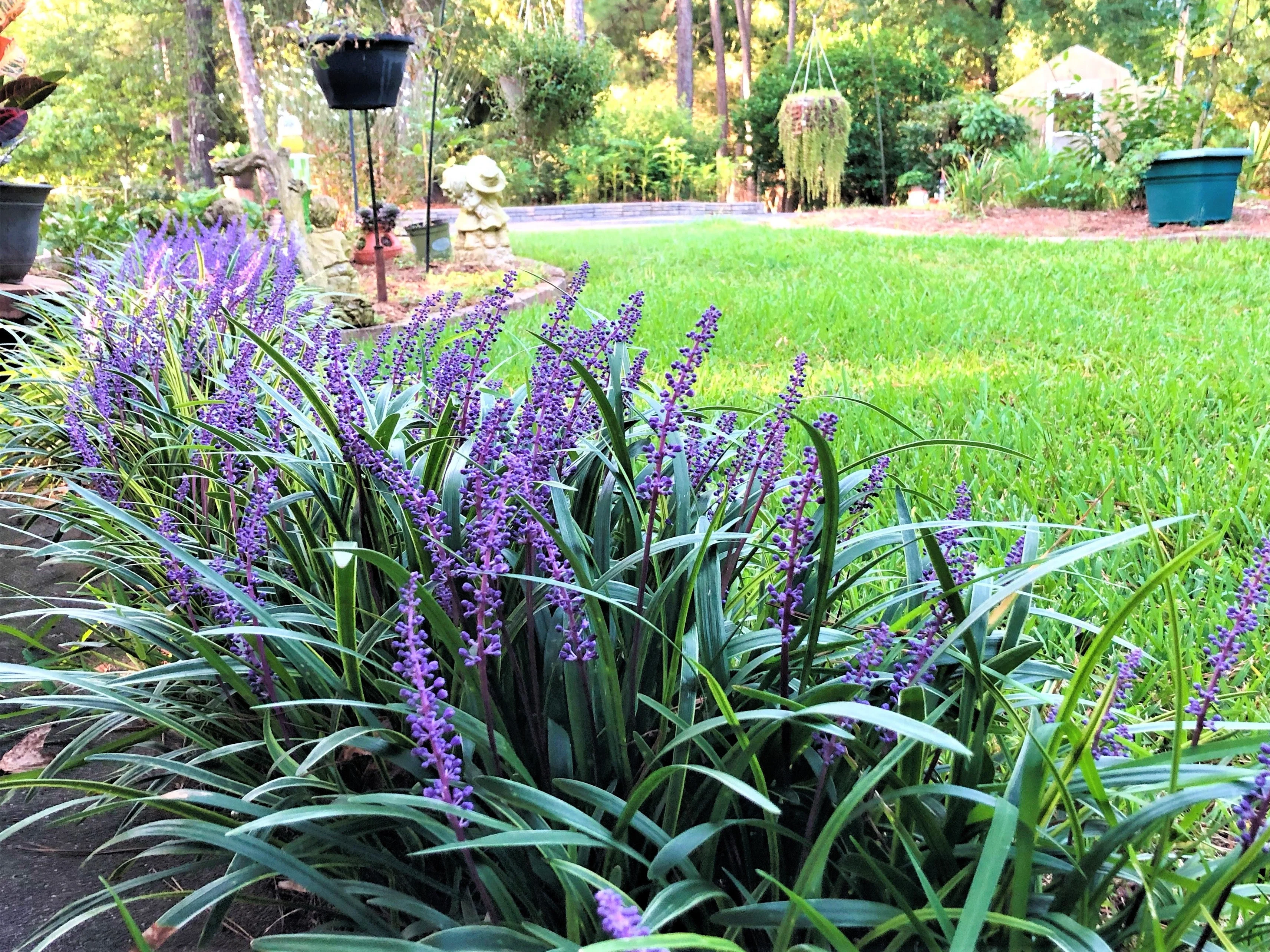 5 LILYTURF Liriope Muscari aka Big Blue Lily Turf / Monkey Grass Flower Seeds - Image 11