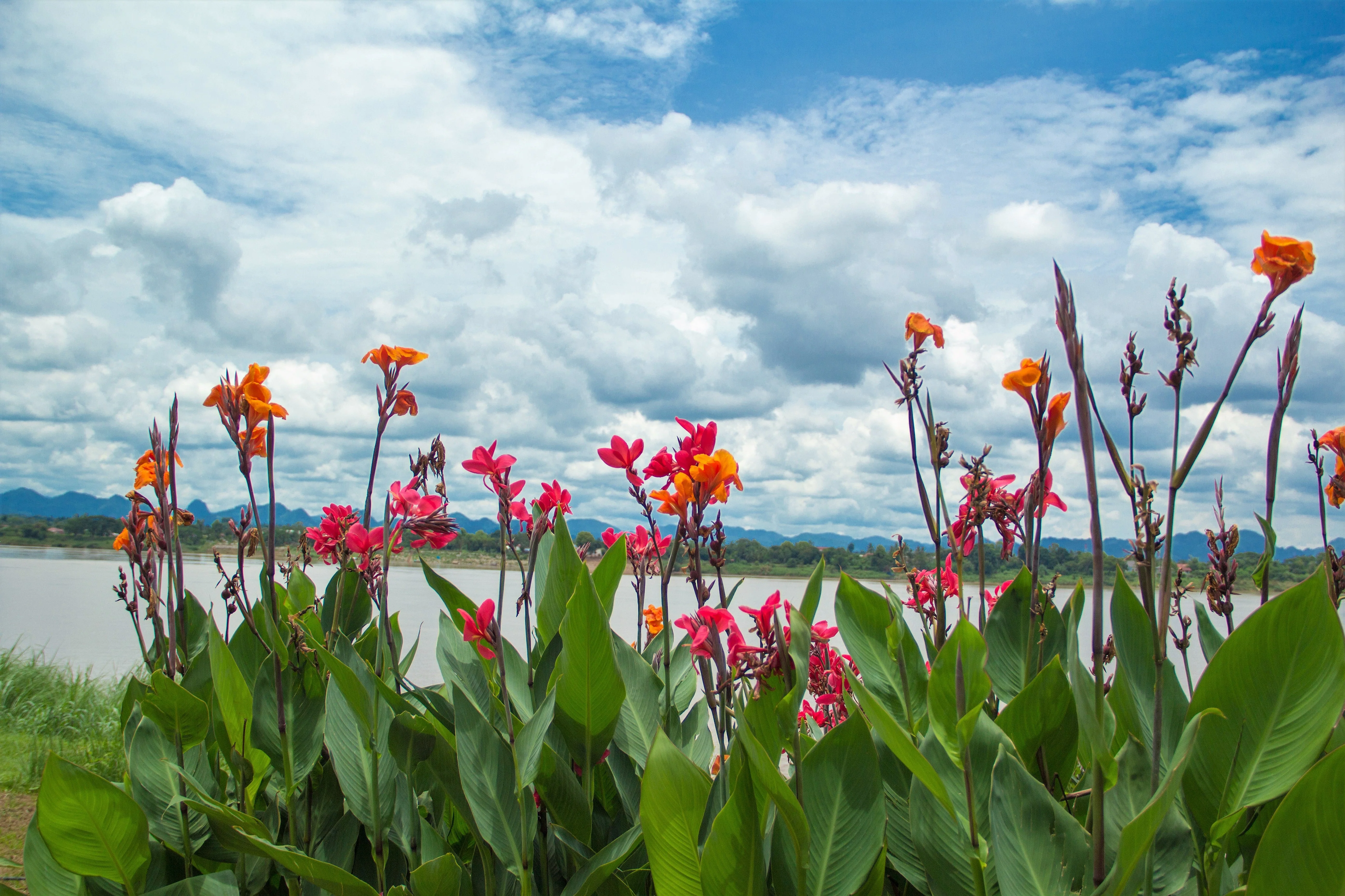 5 MIXED CANNA LILY Generalis Mix Colors Red Yellow Hummingbird Flower Seeds - Image 3