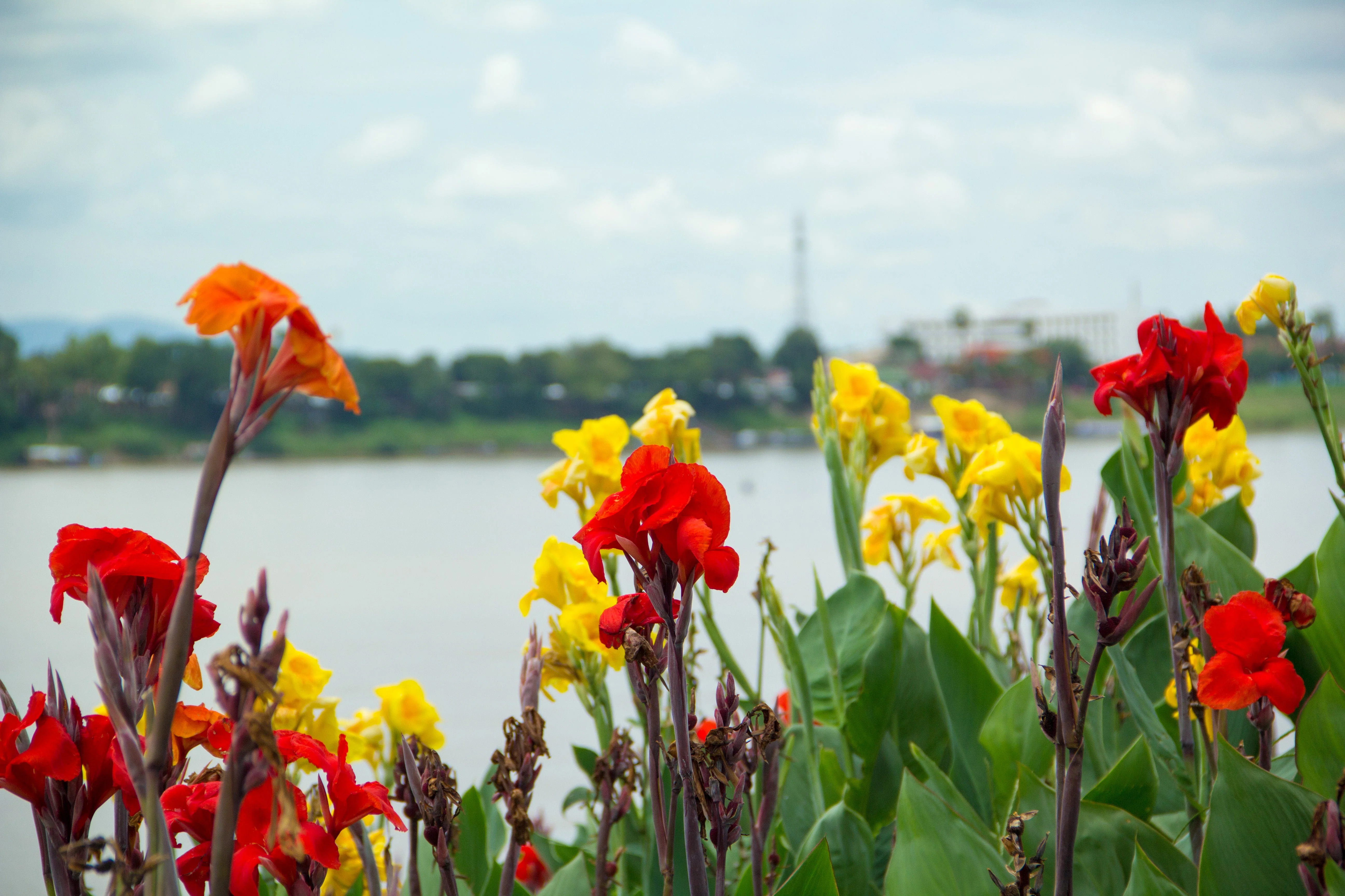 5 MIXED CANNA LILY Generalis Mix Colors Red Yellow Hummingbird Flower Seeds - Image 5