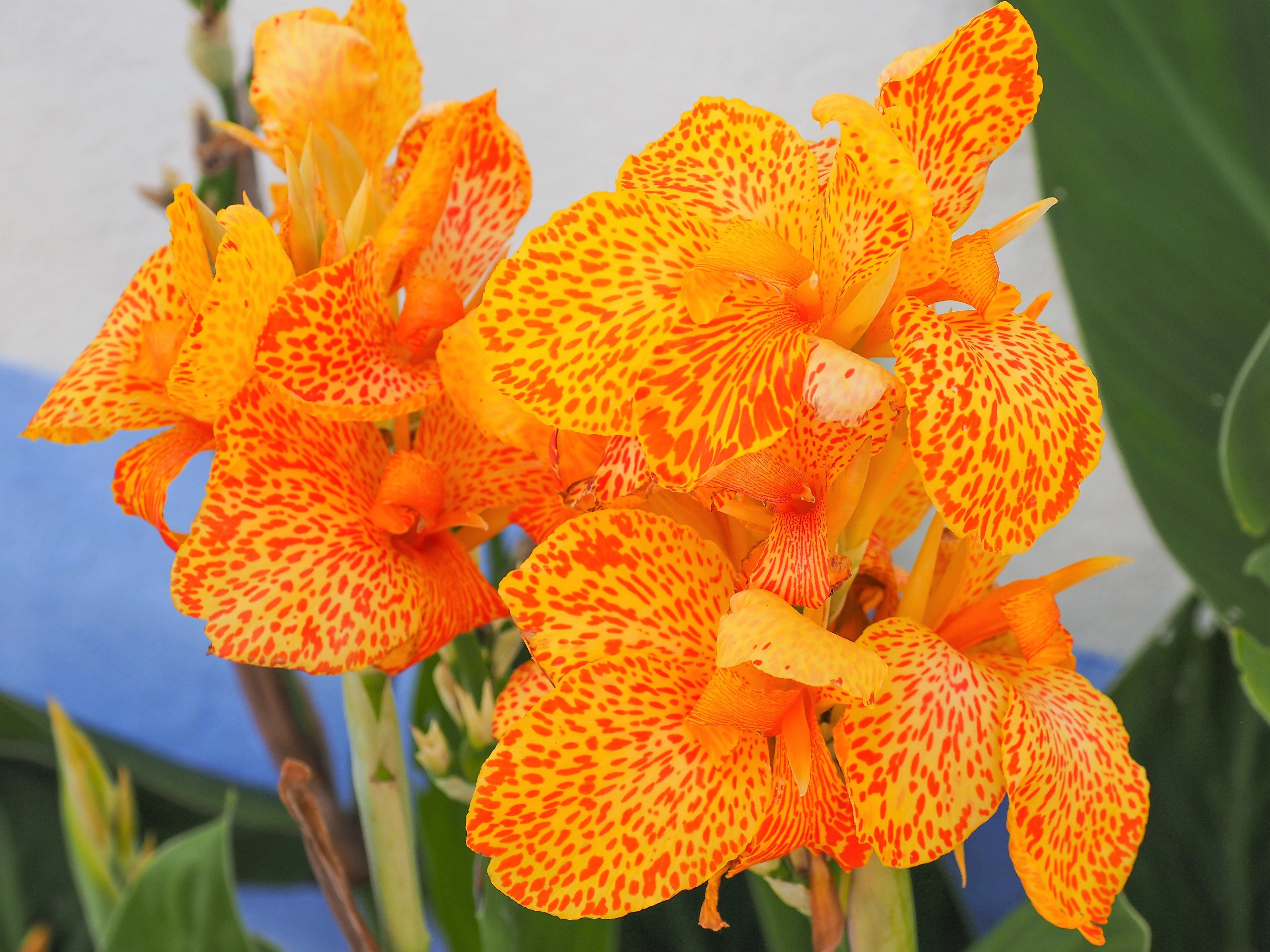 5 MIXED CANNA LILY Generalis Mix Colors Red Yellow Hummingbird Flower Seeds - Image 8