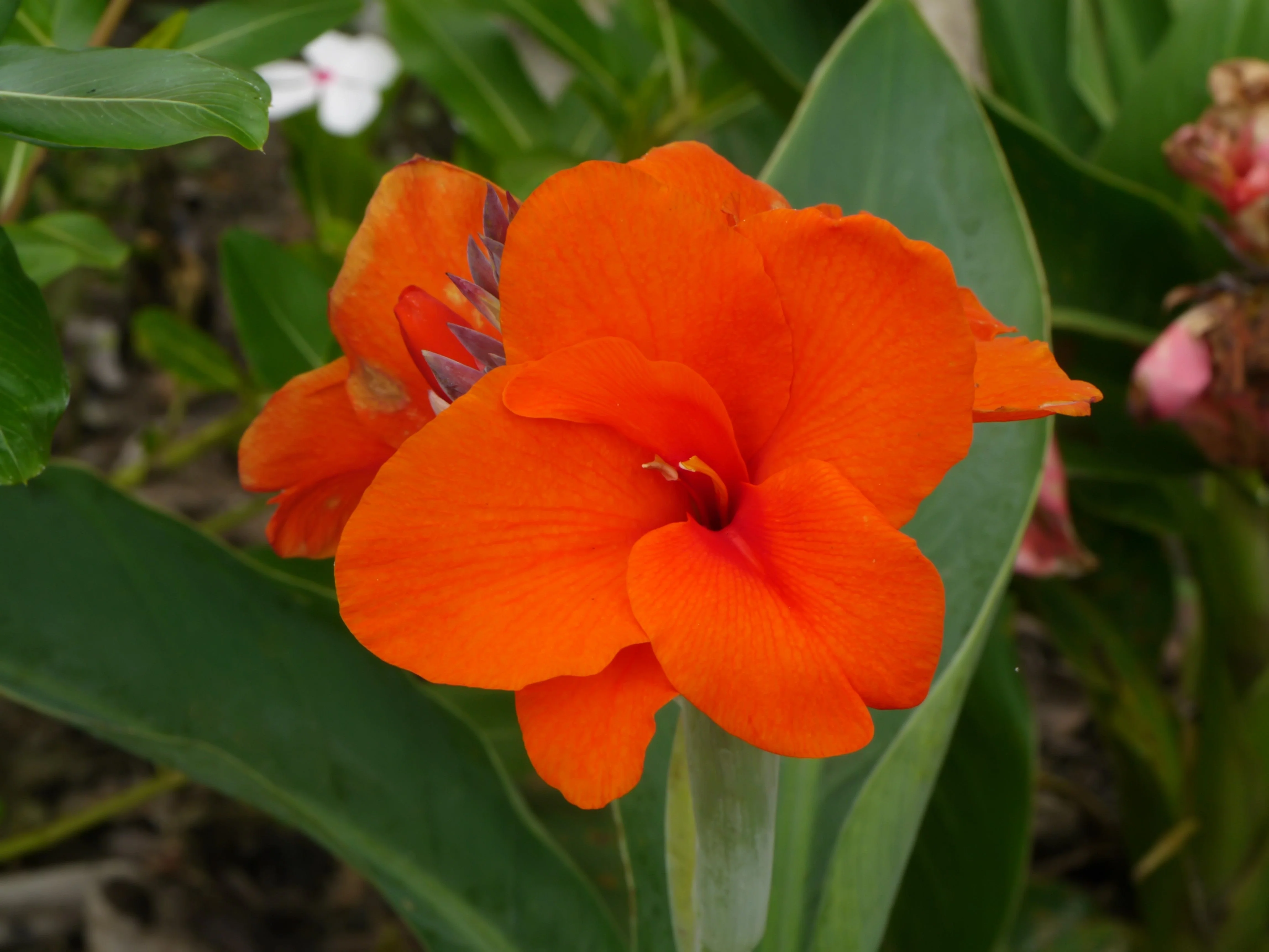 5 ORANGE CANNA LILY Indian Shot Arrowroot Canna Indica Flower Seeds - Image 11