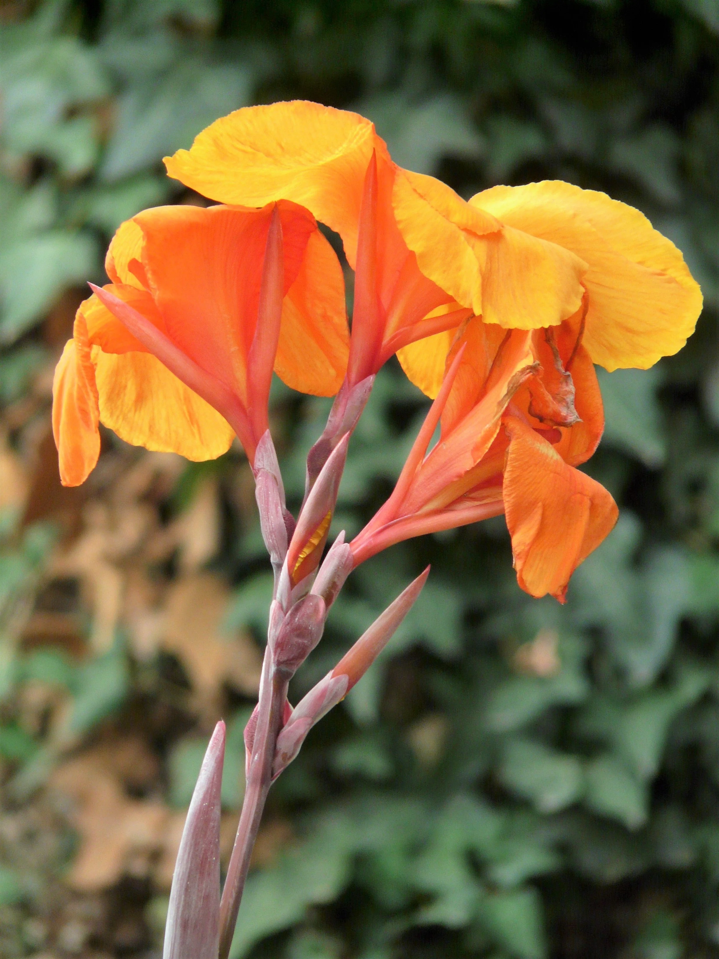 5 ORANGE CANNA LILY Indian Shot Arrowroot Canna Indica Flower Seeds - Image 5