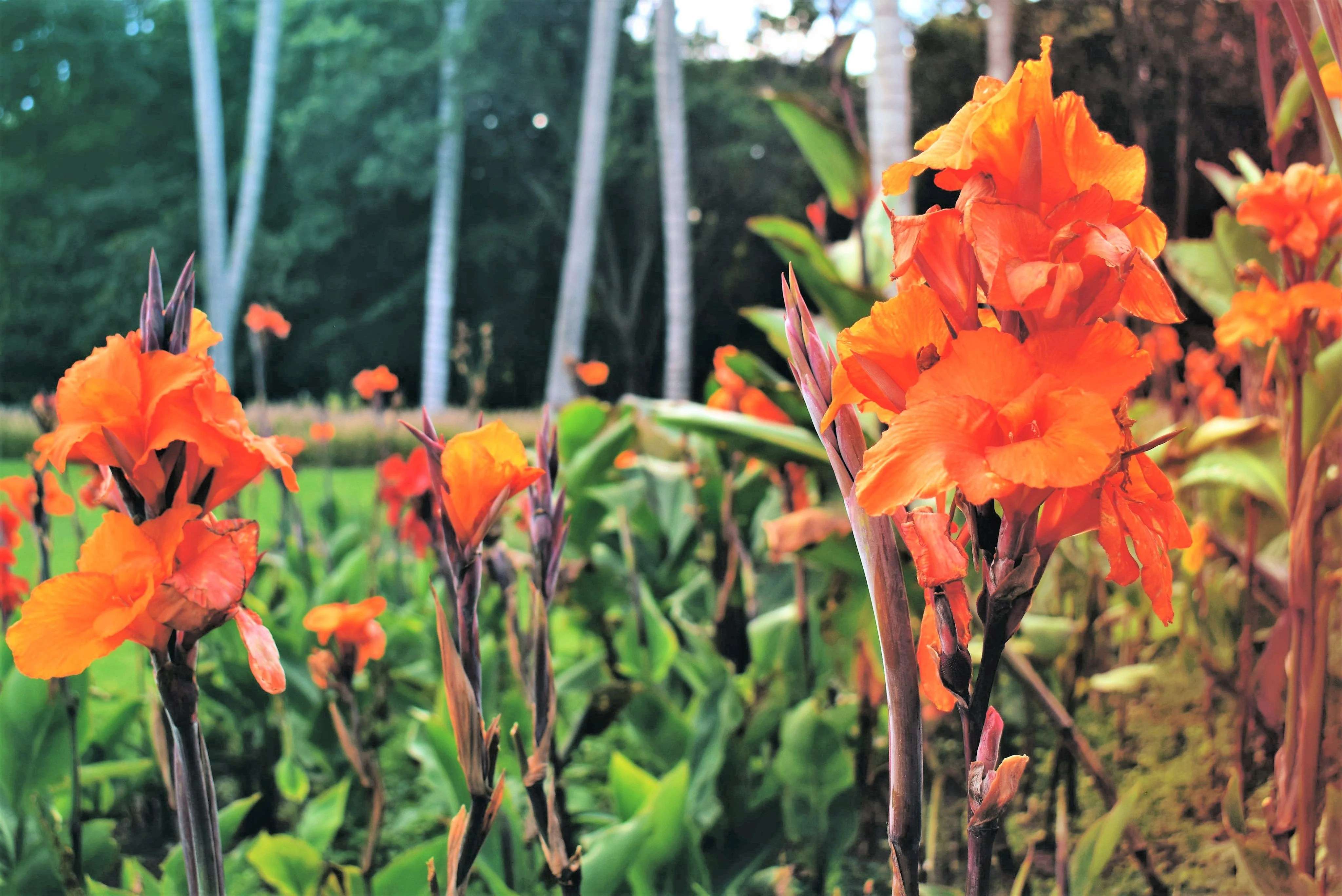 5 ORANGE CANNA LILY Indian Shot Arrowroot Canna Indica Flower Seeds - Image 8