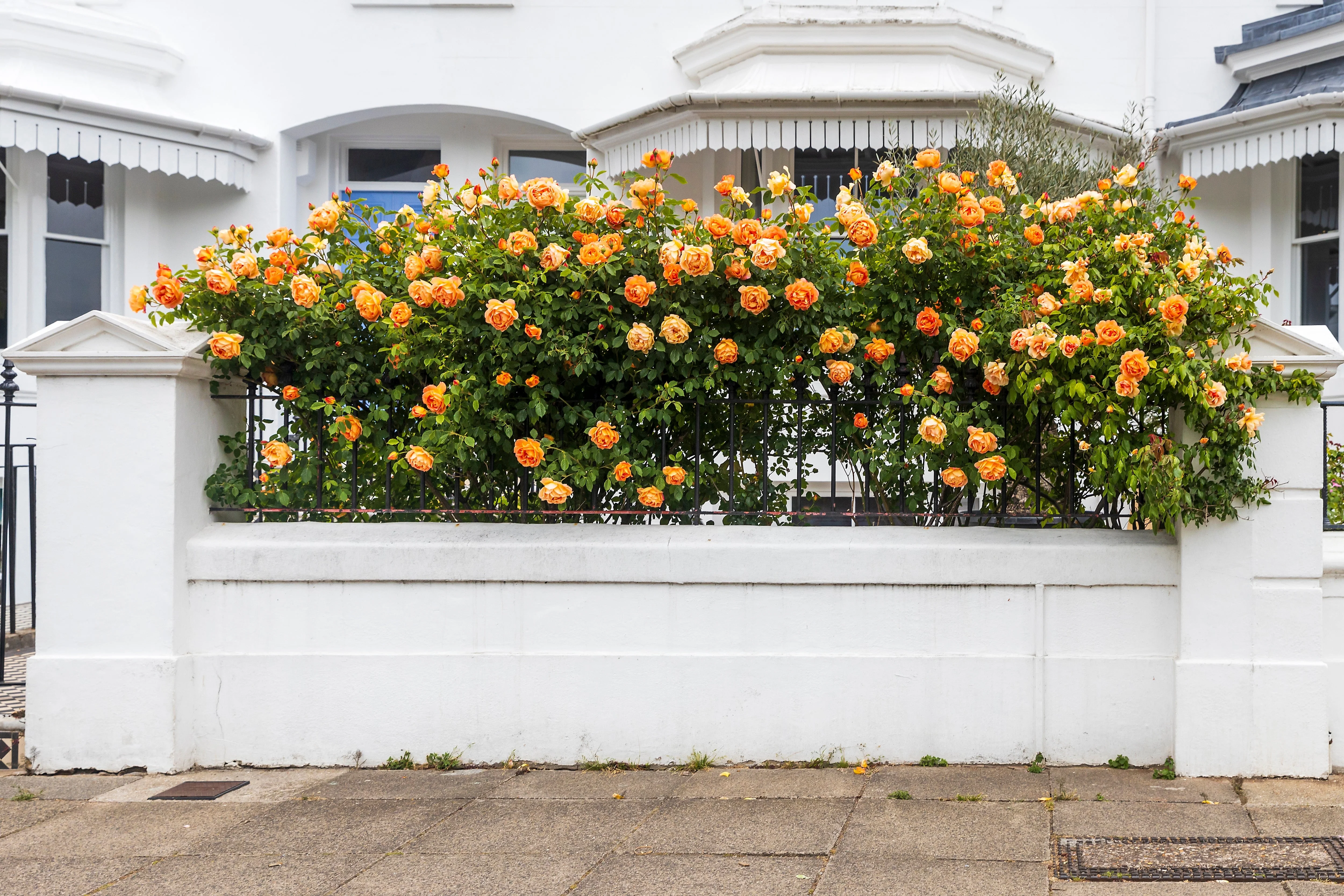 5 ORANGE CLIMBING ROSE Rosa Bush Vine Climber Fragrant Butterfly Flower Seeds - Image 6