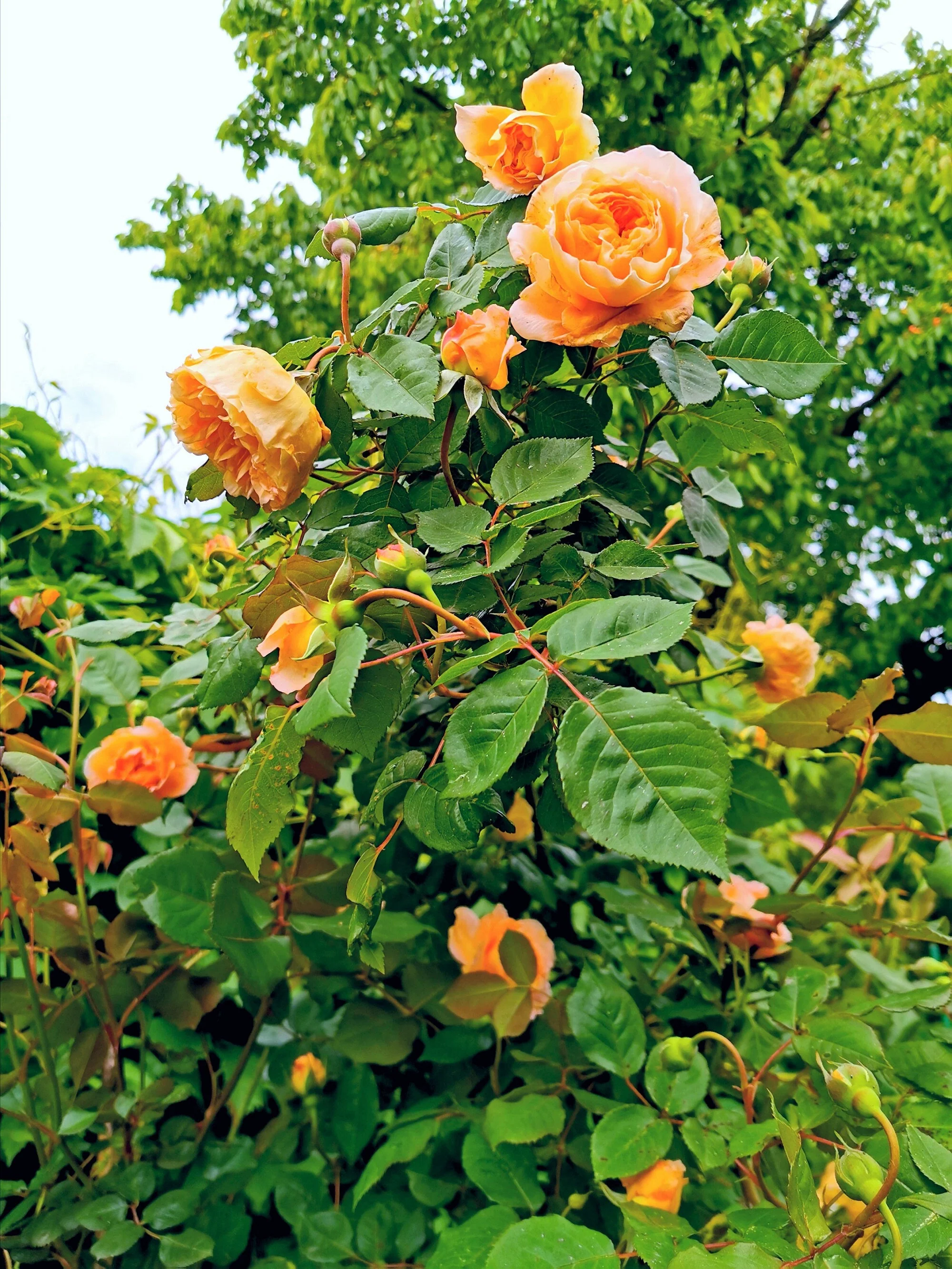 5 ORANGE CLIMBING ROSE Rosa Bush Vine Climber Fragrant Butterfly Flower Seeds - Image 9