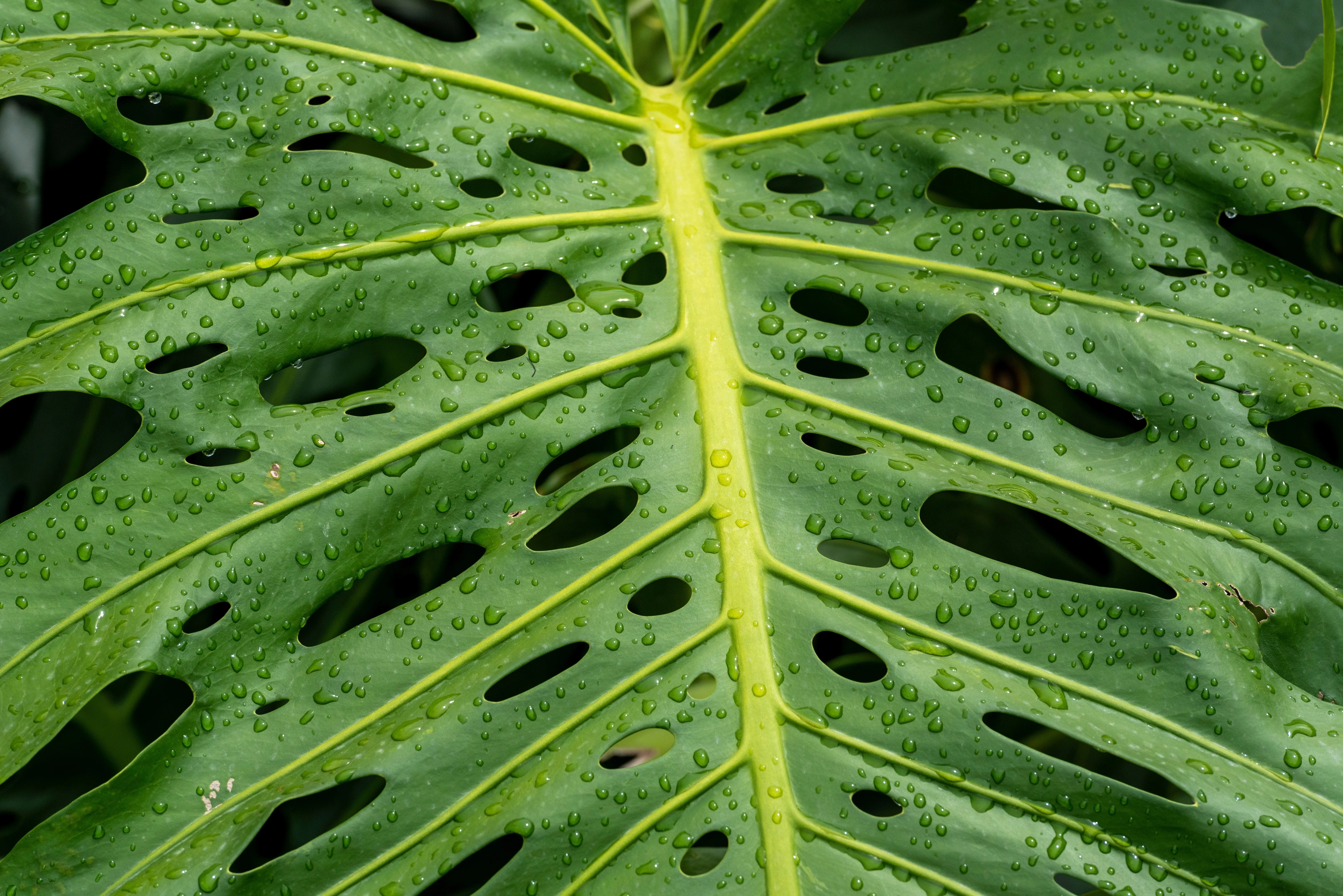 5 Organic SPLIT LEAF PHILODENDRON Monstera Deliciosa Swiss Cheese Plant Vine Seeds - Image 12