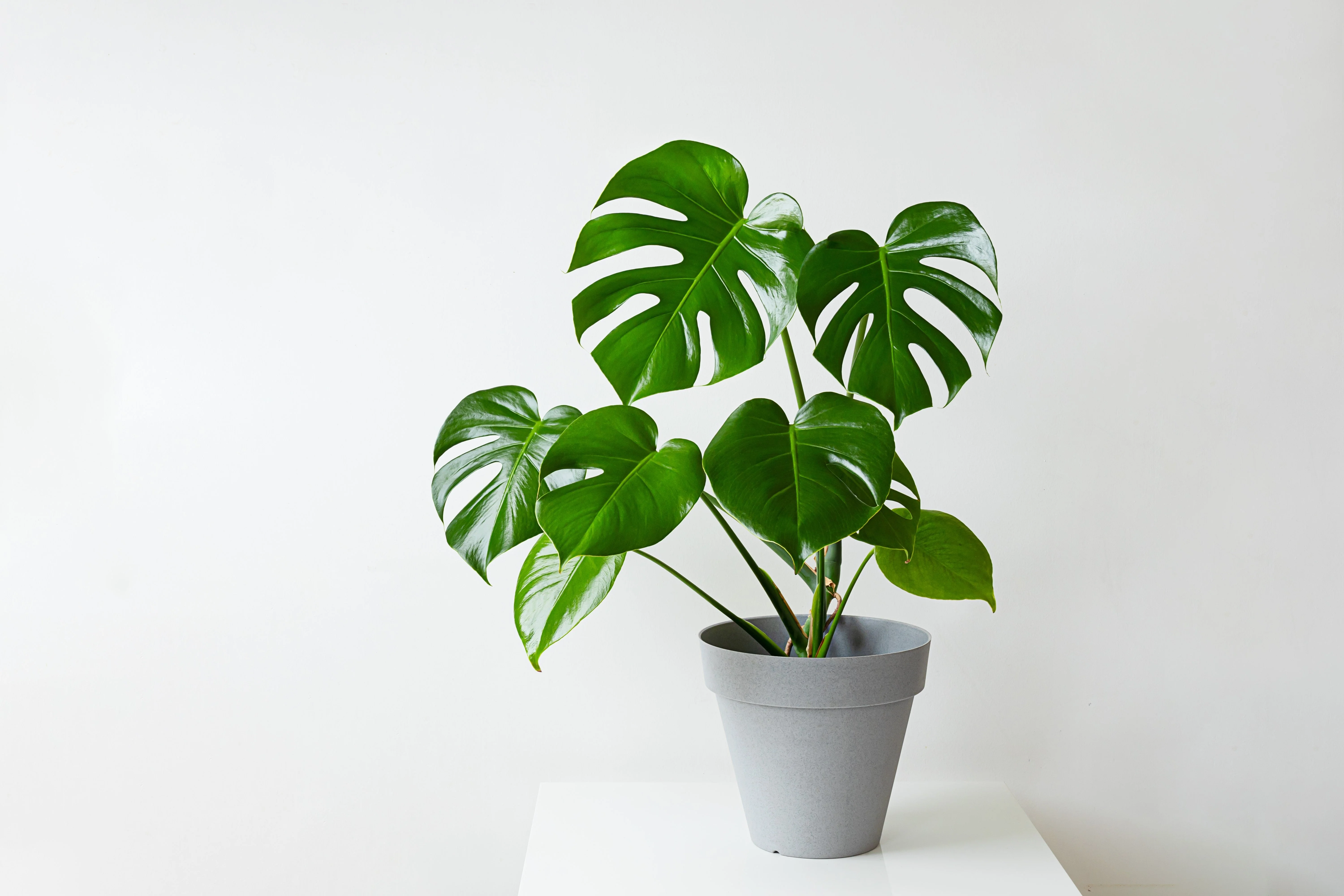 5 Organic SPLIT LEAF PHILODENDRON Monstera Deliciosa Swiss Cheese Plant Vine Seeds - Image 2