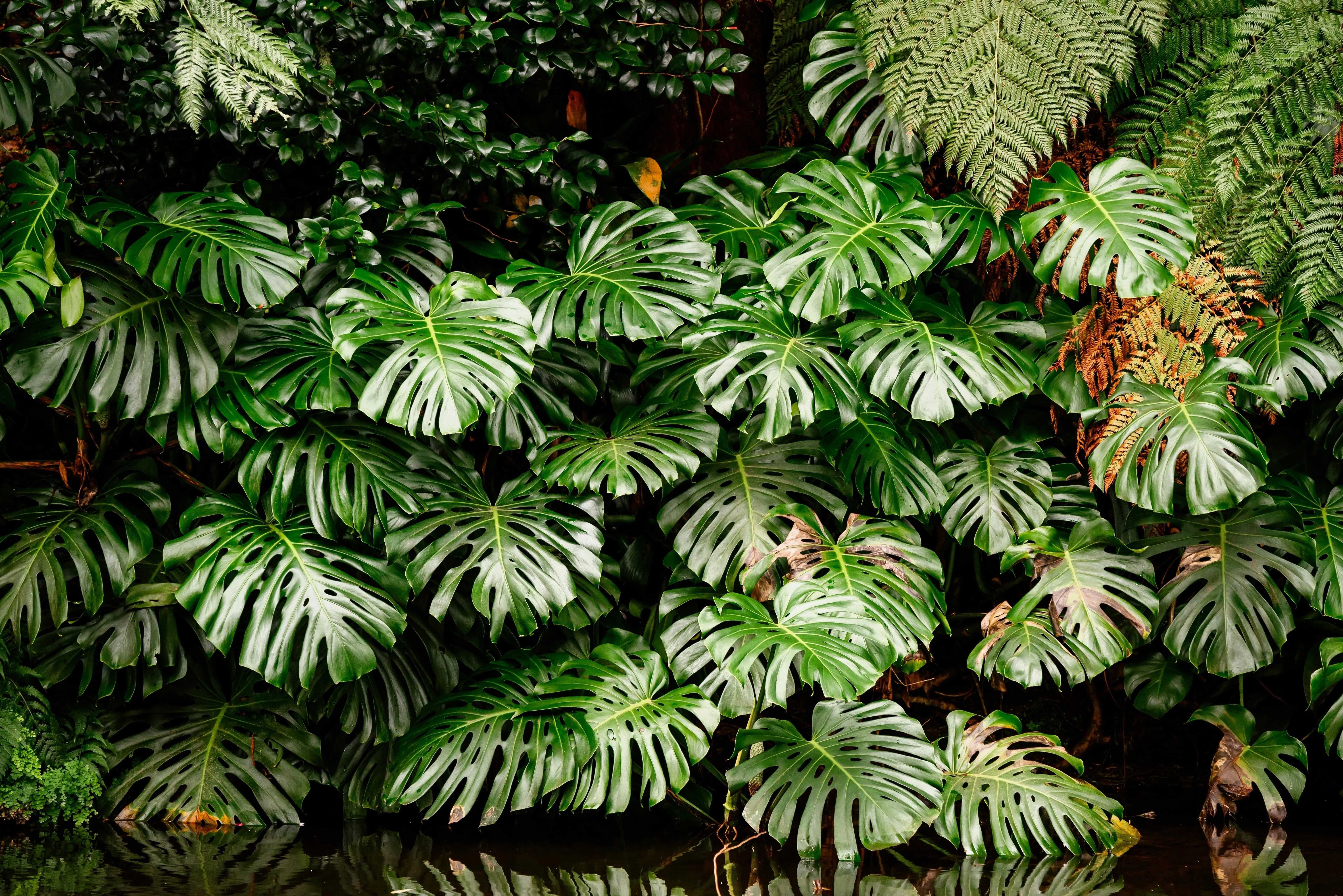 5 Organic SPLIT LEAF PHILODENDRON Monstera Deliciosa Swiss Cheese Plant Vine Seeds - Image 5