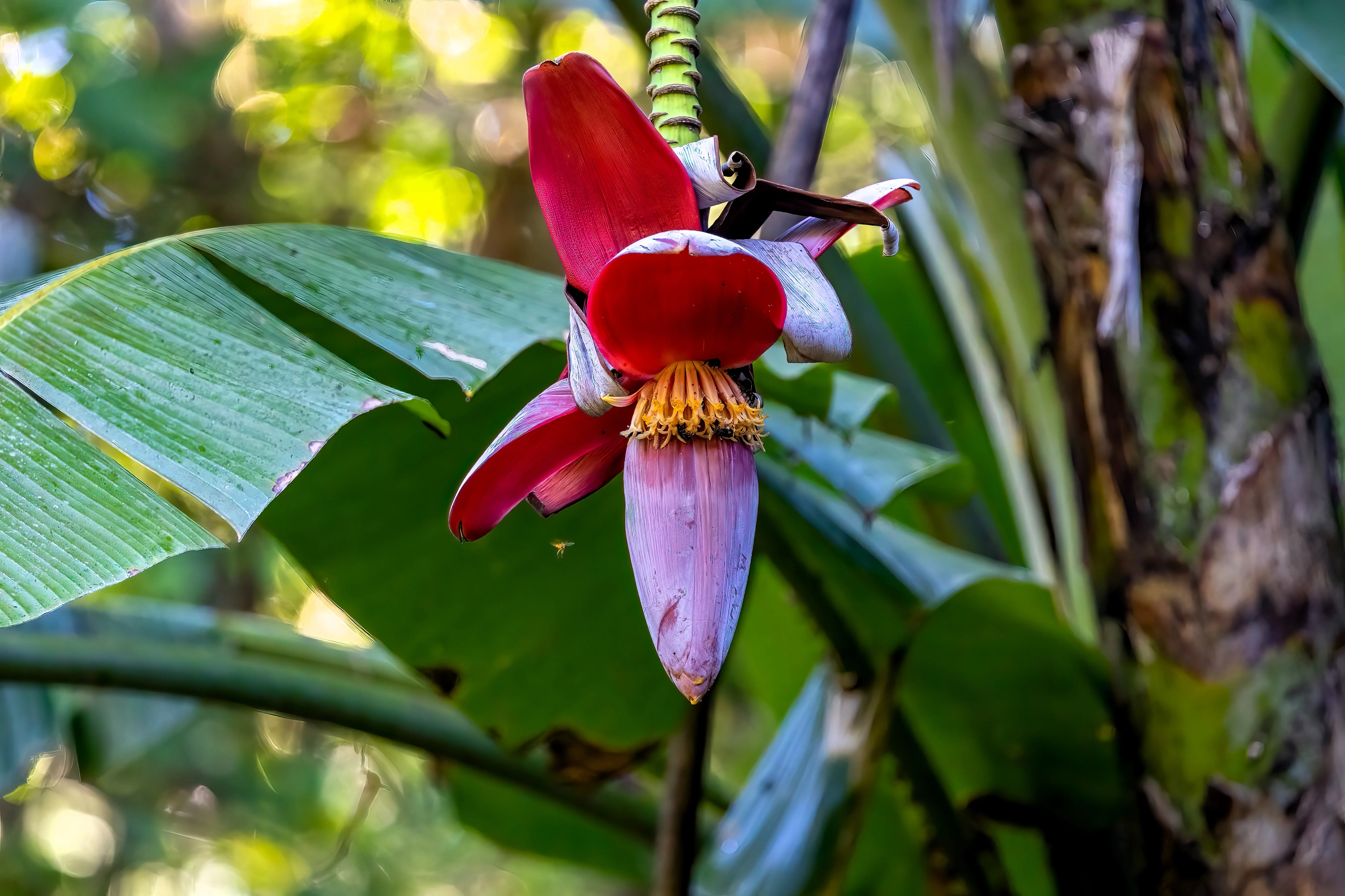 5 PLANTAIN BANANA Musa Balbisiana Hardy Red Flowering Sweet Wild Fruit Tree Seeds - Image 8
