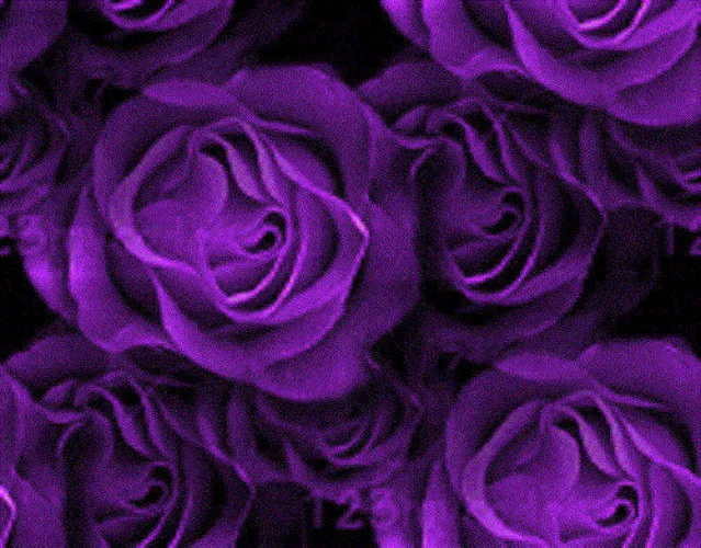 5 PURPLE ROSE Rosa Floribunda Bush Shrub Perennial Flower Seeds - Image 3