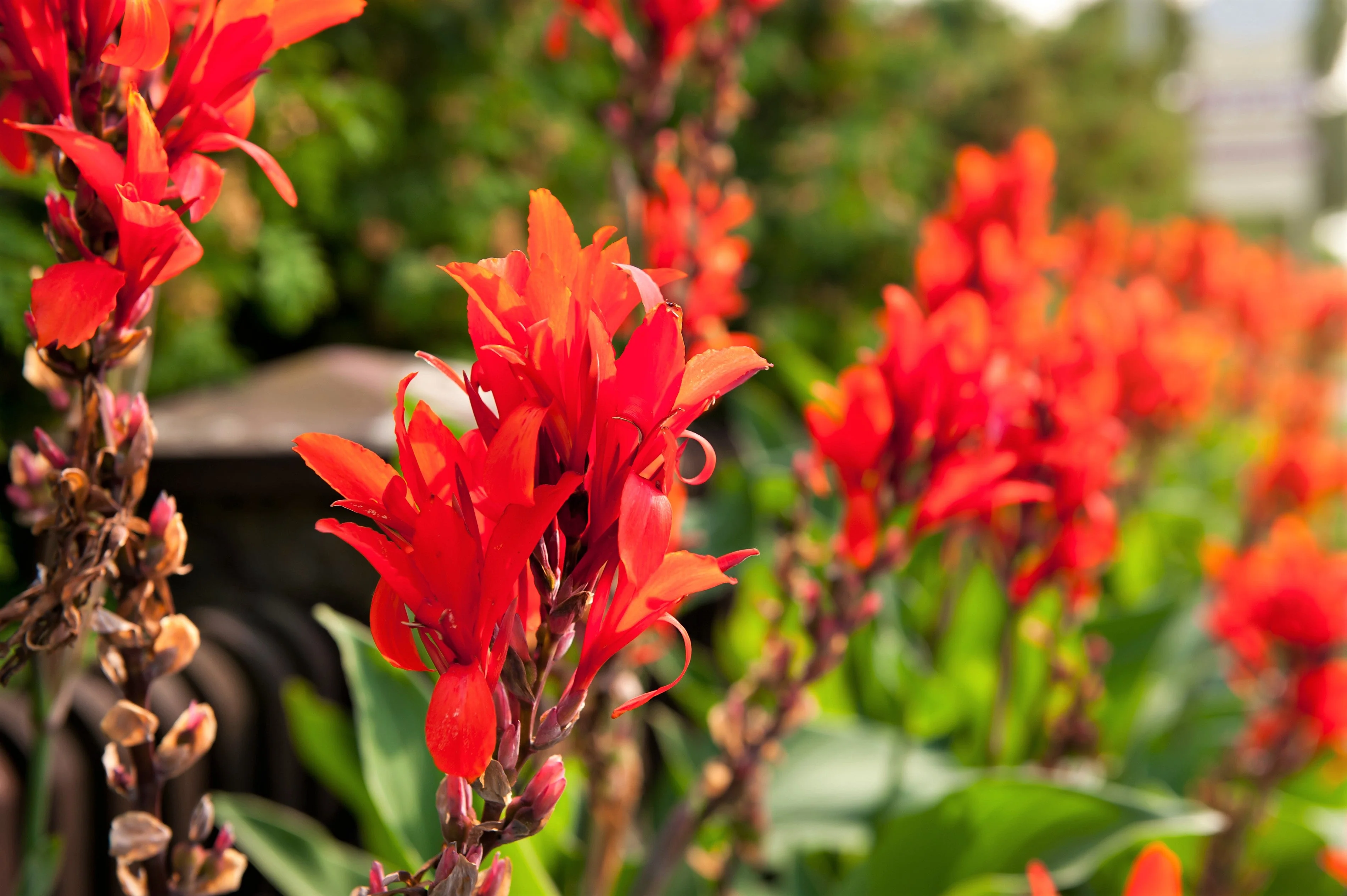 5 RED CANNA LILY Indian Shot Canna Indica Flower Seeds - Image 4