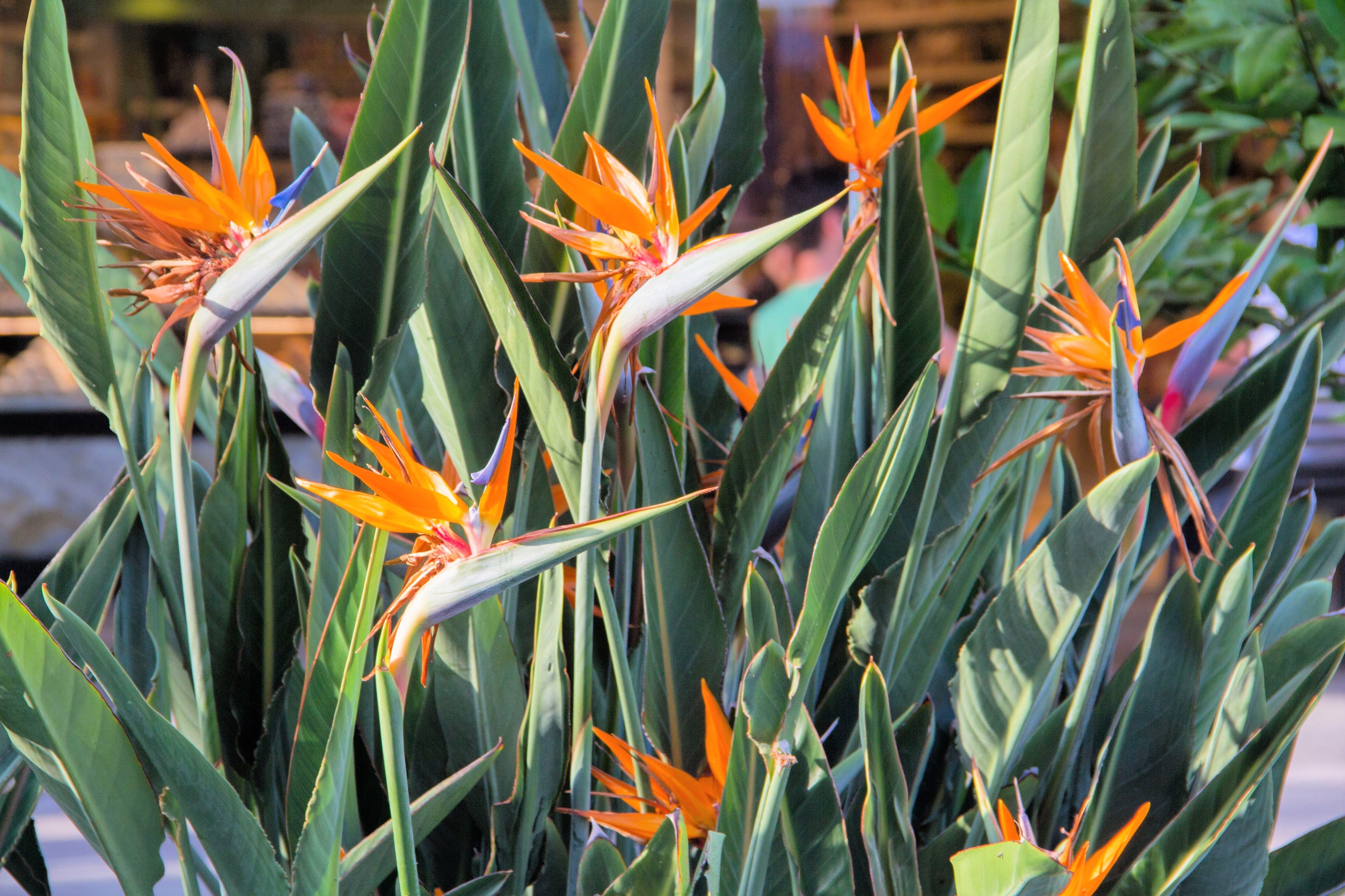 5 TROPICAL BIRD OF PARADISE Strelitzia Reginae Crane Flower Houseplant Seeds - Image 3