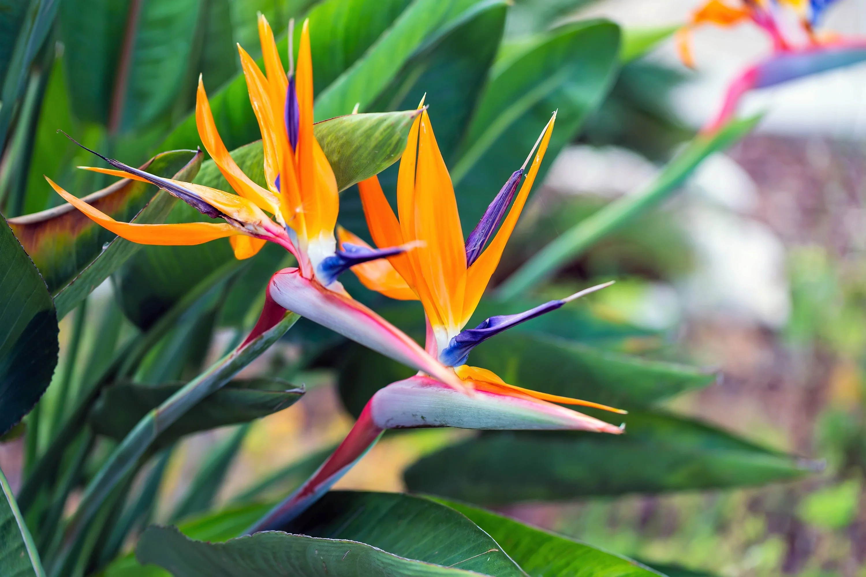 5 TROPICAL BIRD OF PARADISE Strelitzia Reginae Crane Flower Houseplant Seeds - Image 4