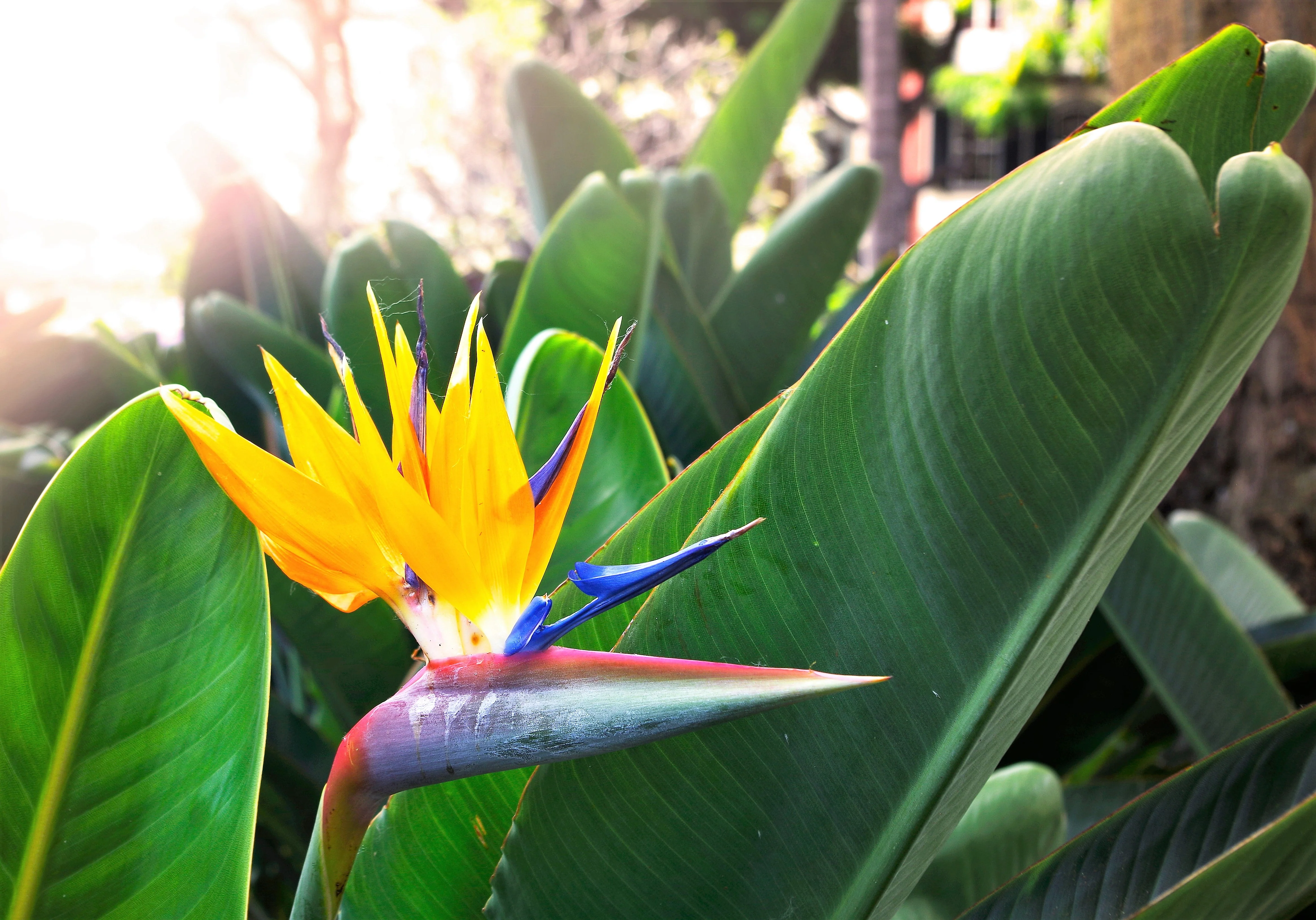5 TROPICAL BIRD OF PARADISE Strelitzia Reginae Crane Flower Houseplant Seeds - Image 6