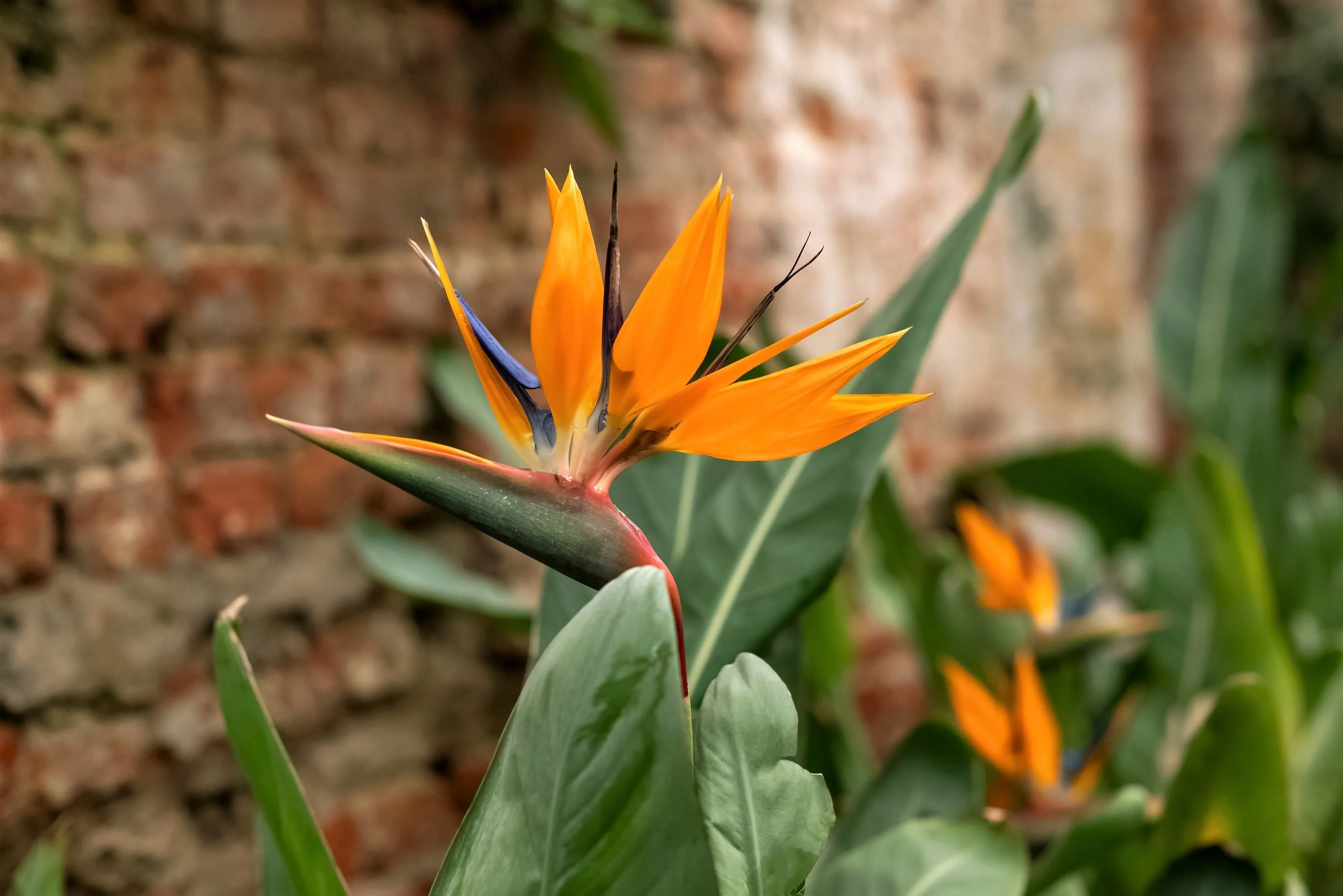 5 TROPICAL BIRD OF PARADISE Strelitzia Reginae Crane Flower Houseplant Seeds - Image 8