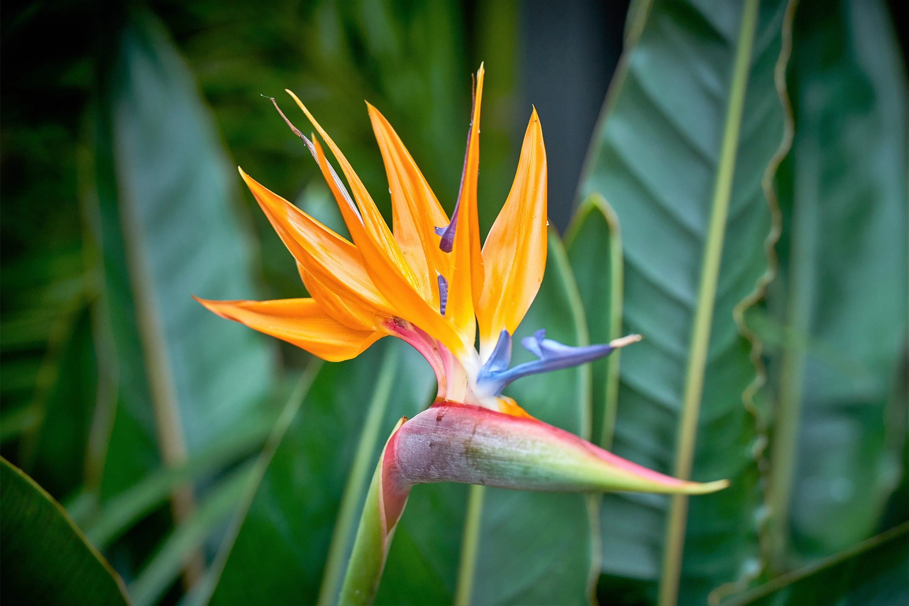 5 TROPICAL BIRD OF PARADISE Strelitzia Reginae Crane Flower Houseplant Seeds - Image 9