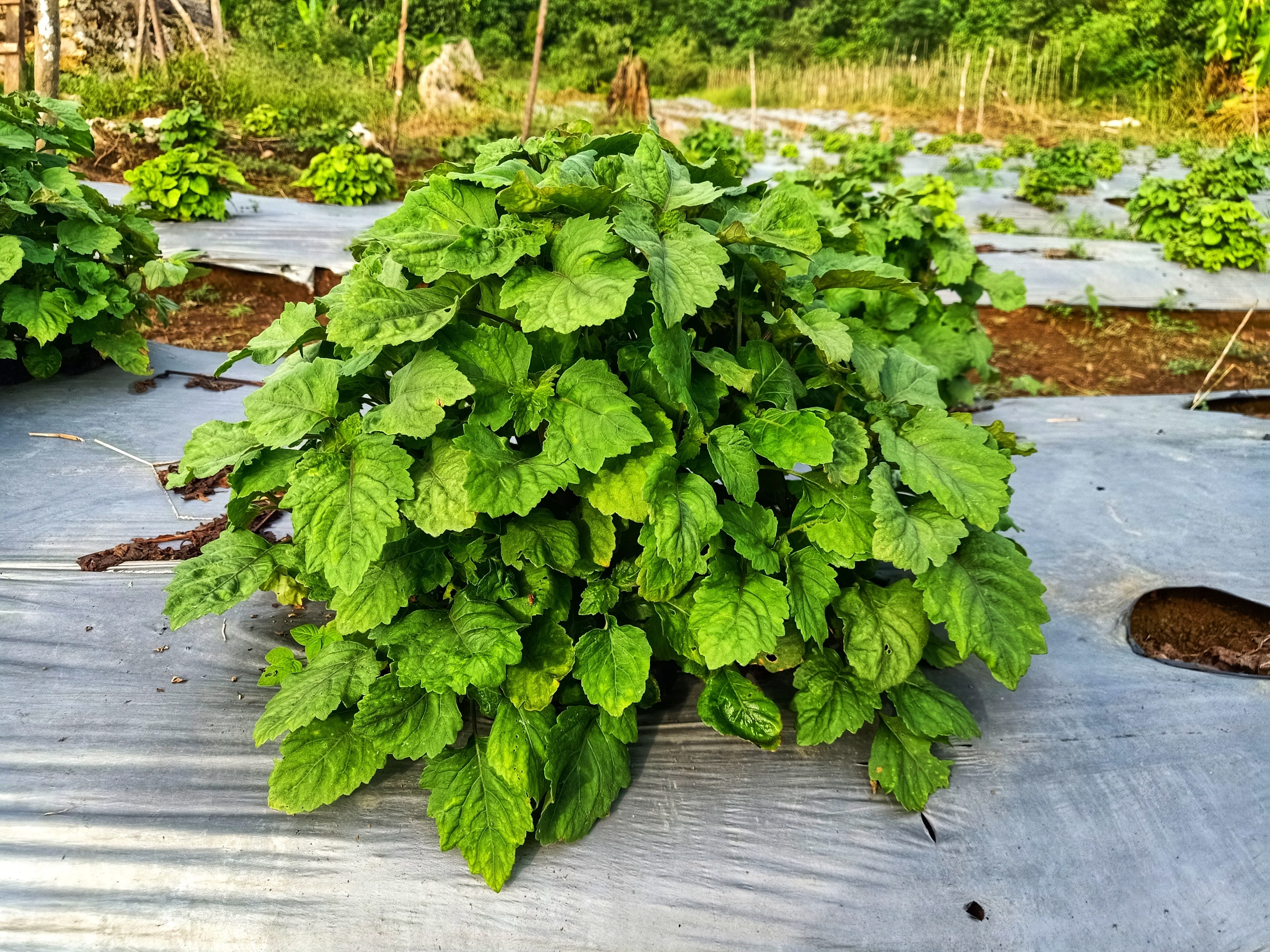 5 TRUE PATCHOULI SHRUB Fragrant Patchouly Pogostemon Cablin Herb Seeds - Image 2