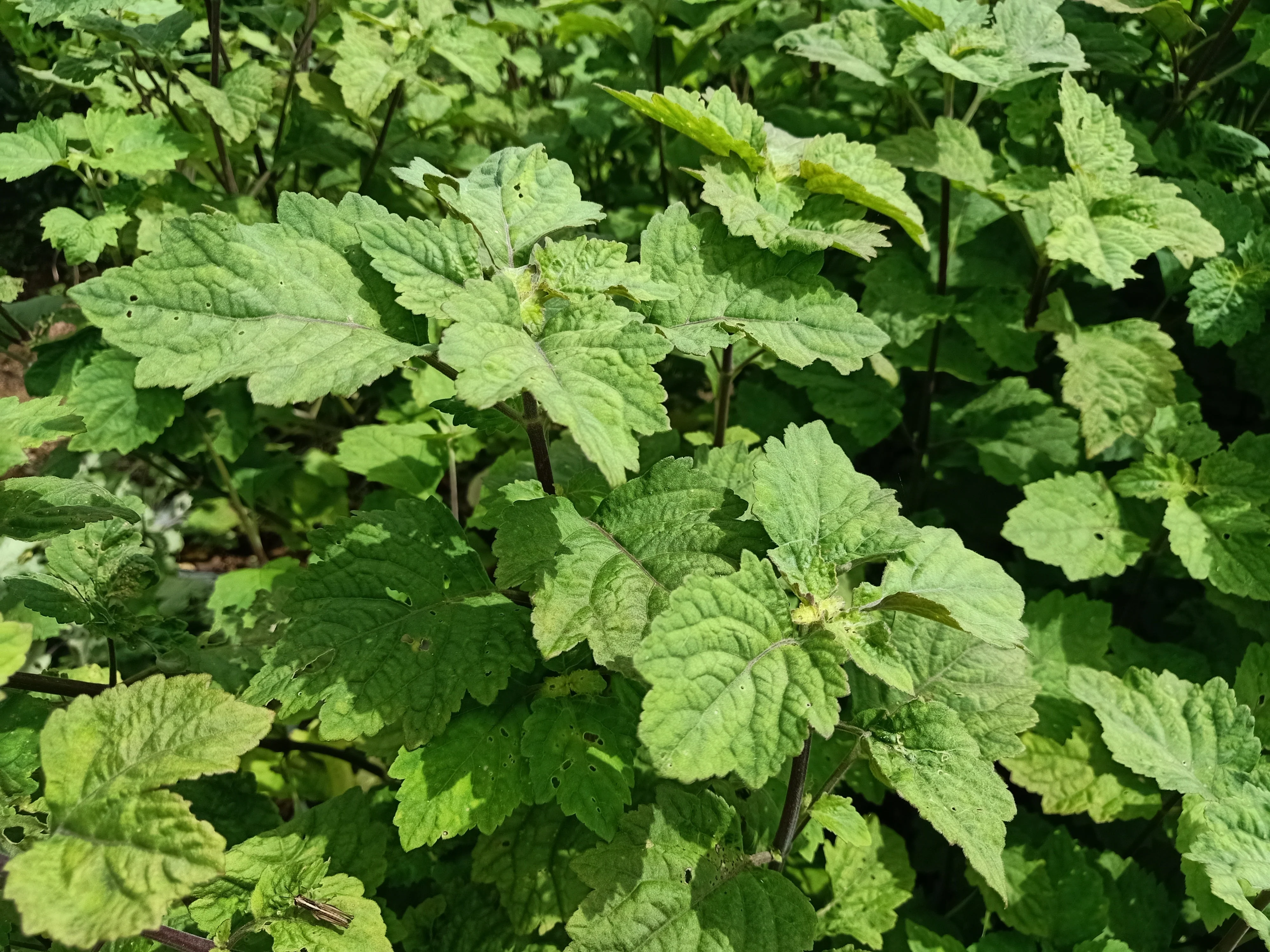 5 TRUE PATCHOULI SHRUB Fragrant Patchouly Pogostemon Cablin Herb Seeds - Image 3